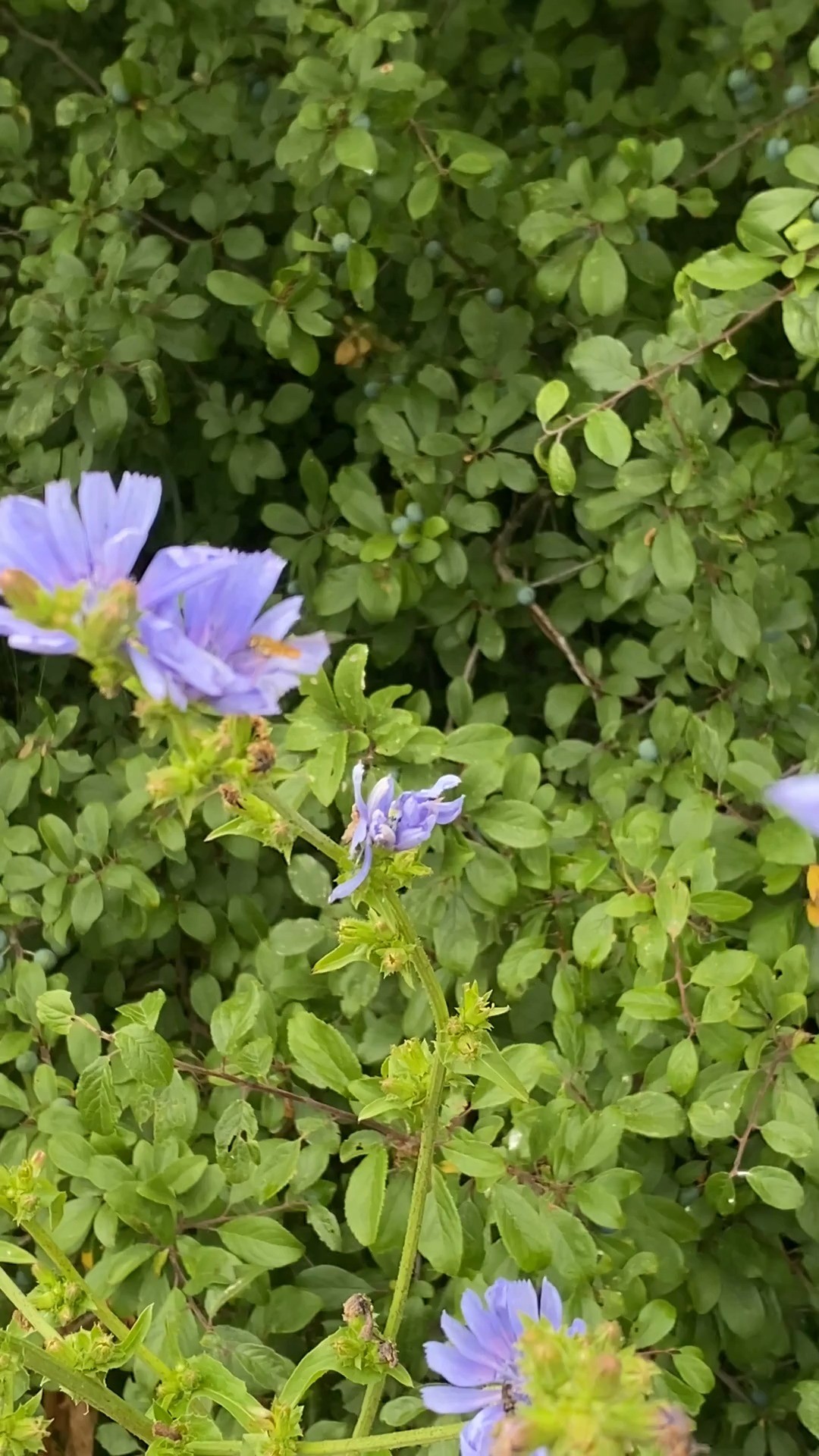While our honeybees are stars, they're part of a much bigger team! 🌟 There are so many incredible pollinators out there in Yorkshire – from bumblebees to butterflies and even hoverflies – all playing vital roles in our ecosystem. Let's appreciate them all!
Which one is your favourite?
#PollinatorDiversity #SaveTheBees #Bumblebees #Butterflies #NatureConservation #YorkshireWildlife #EcosystemHeroes #YorkshireApiaries