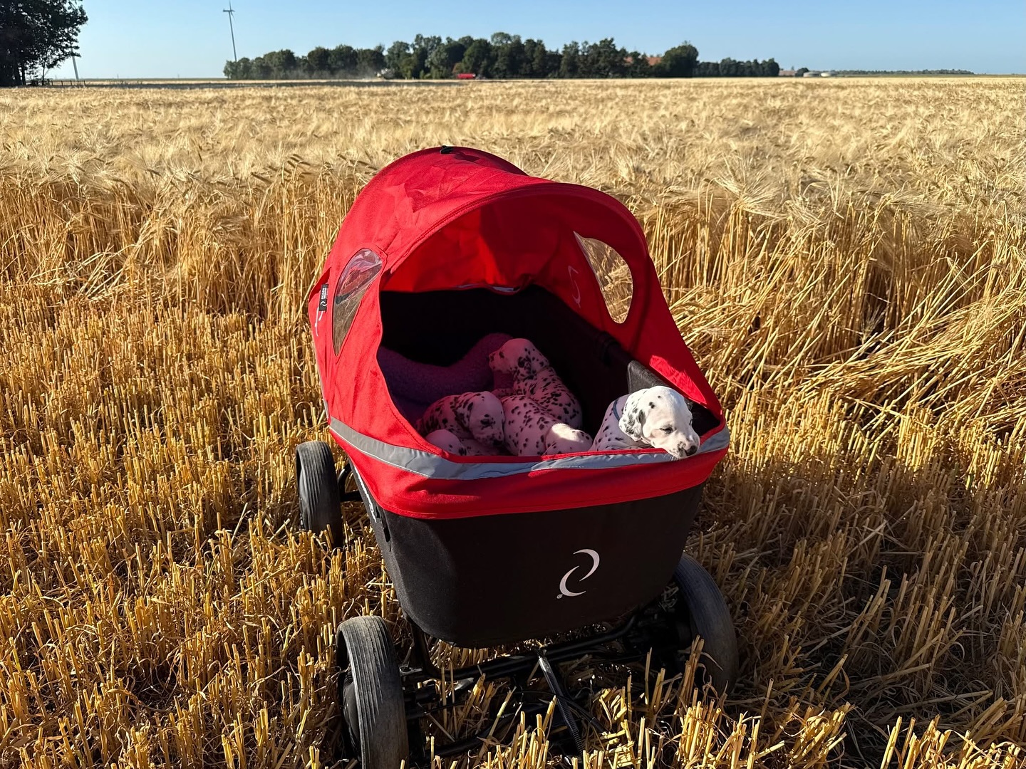 Gisterenavond toen de temperatuur dit toeliet met de kar eventjes in het land geweest🌾De pupjes reageerden heel relaxed en waren erg geïnteresseerd in alle nieuwe indrukken🥰
#socialiseren #oogstinspectie #metdekinderenopstap #trotsopdepuppies