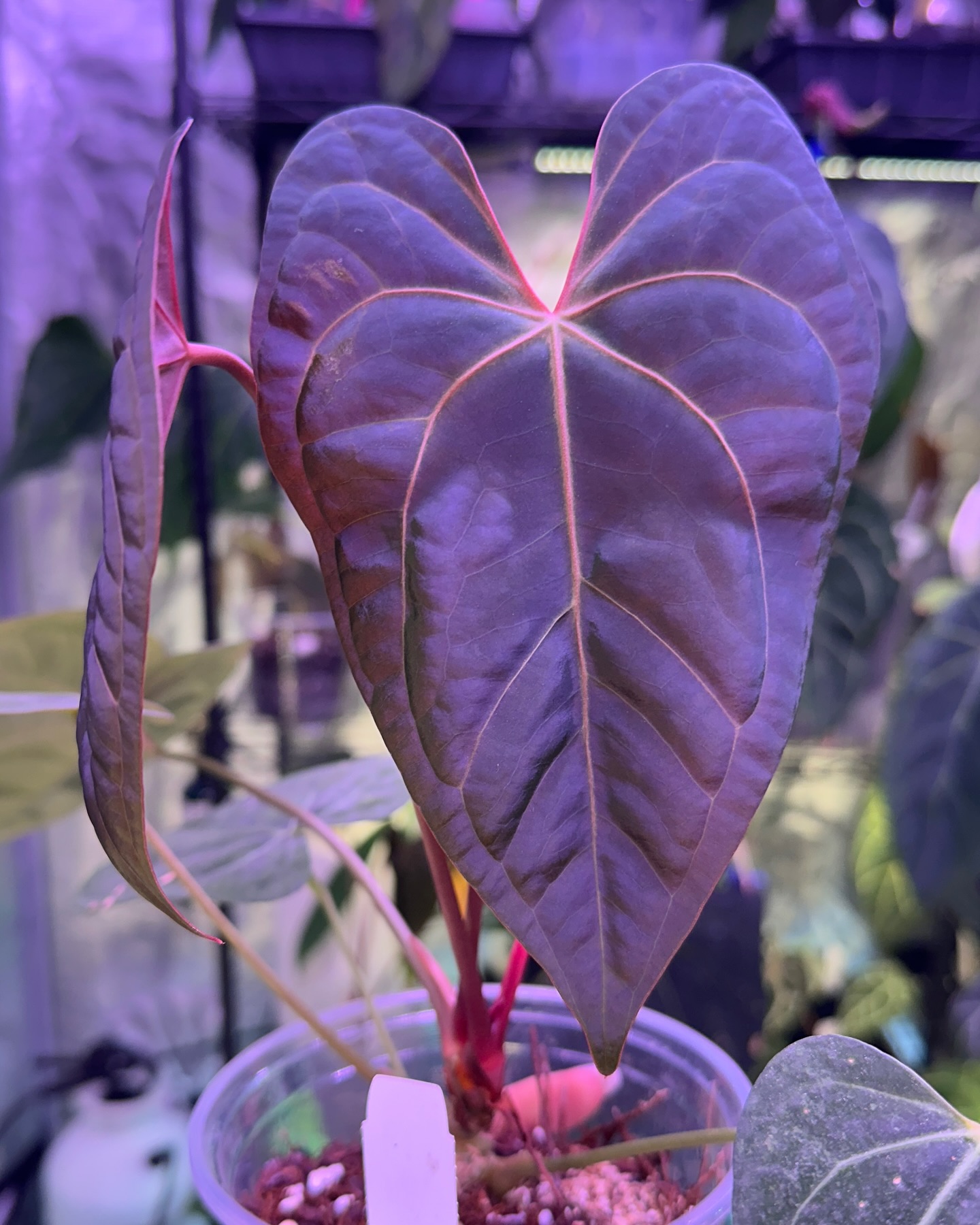 Double-headed beauties ♥️💋
A. Tezula RC X Ree Garden Pap
#velvetyleaves #darkandmoody #beautifulfoliage #anthuriumpapillilaminum #anthuriumredcrystallinum #anthuriumhybrid #aroidsociety #aroidlovers #tropicalplants #rareplantspecies #rareplantcollector