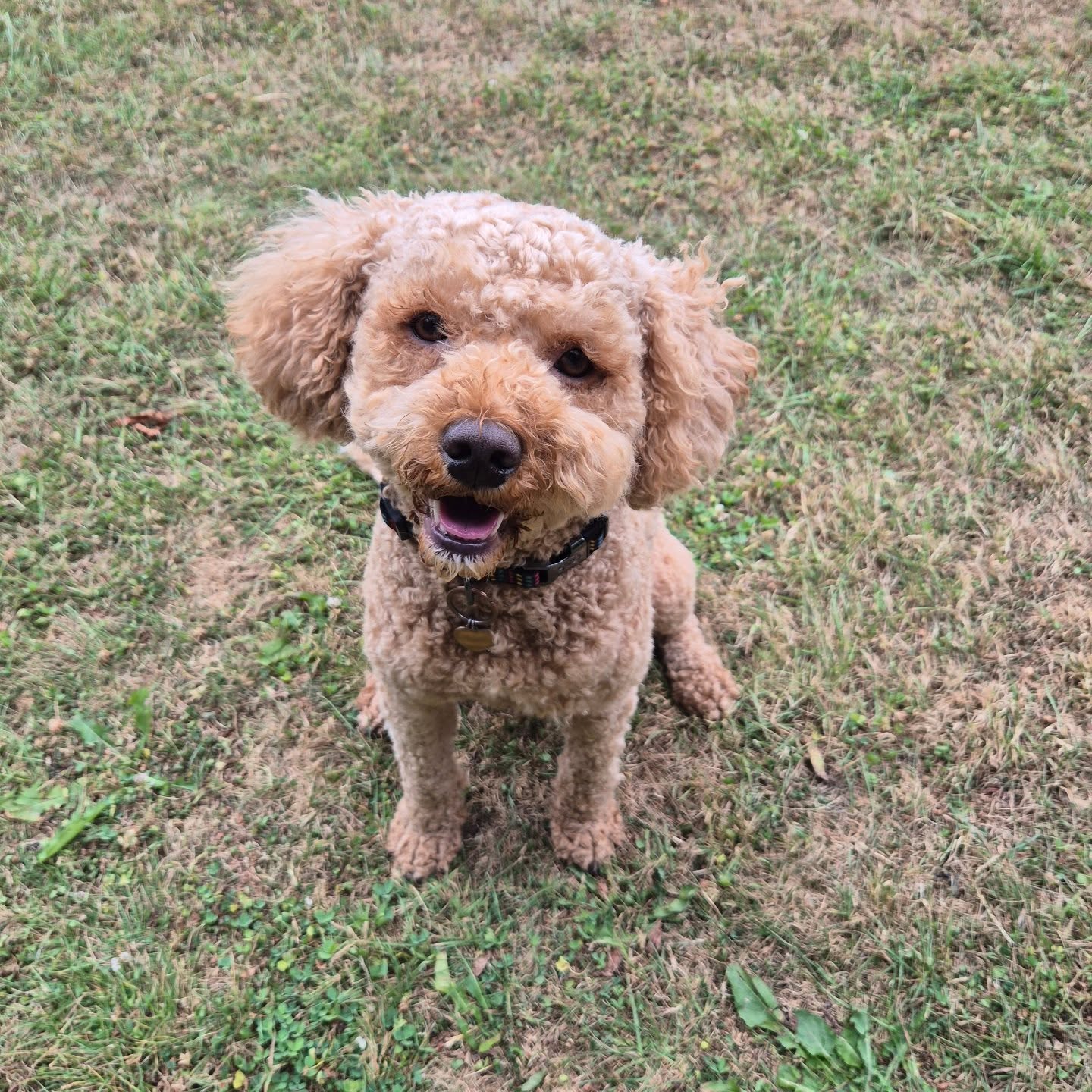Herbie's had a haircut and I'm sure you'll agree that he looks adorable π