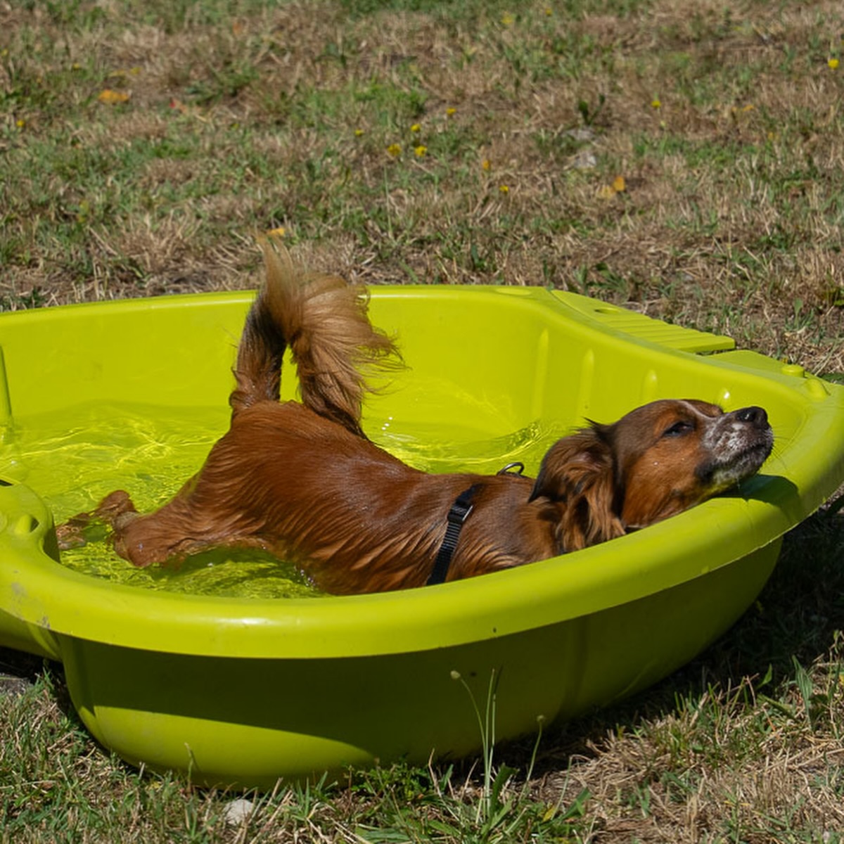 Ultima classe di socializzazione ® di giugno prima della pausa estiva!
È stata una classe intensa, ricca di emozioni, spunti di crescita e tante interazioni preziose per i nostri cani (e per noi umani!). Grazie a tutti i partecipanti!
Riprenderemo a settembre, pronti a ripartire con nuove energie. Le classi di socializzazione ® sono aperte a tutti i binomi, dopo un’attenta valutazione in presenza, per garantire un percorso su misura e rispettoso di ogni individualità.
Partecipare a queste classi significa offrire al cane un contesto sicuro in cui sviluppare competenze sociali, migliorare l’autocontrollo e rafforzare il legame con il proprio umano.
Scopri di più e prenota la tua valutazione su
canefelice.it/classidisocializzazione
Come sempre grazie a @pimpmytripit per le bellissime foto!
#socializzazione #classidisocializzazione #canefelice
#relazionecaneumano #educazionecinofila