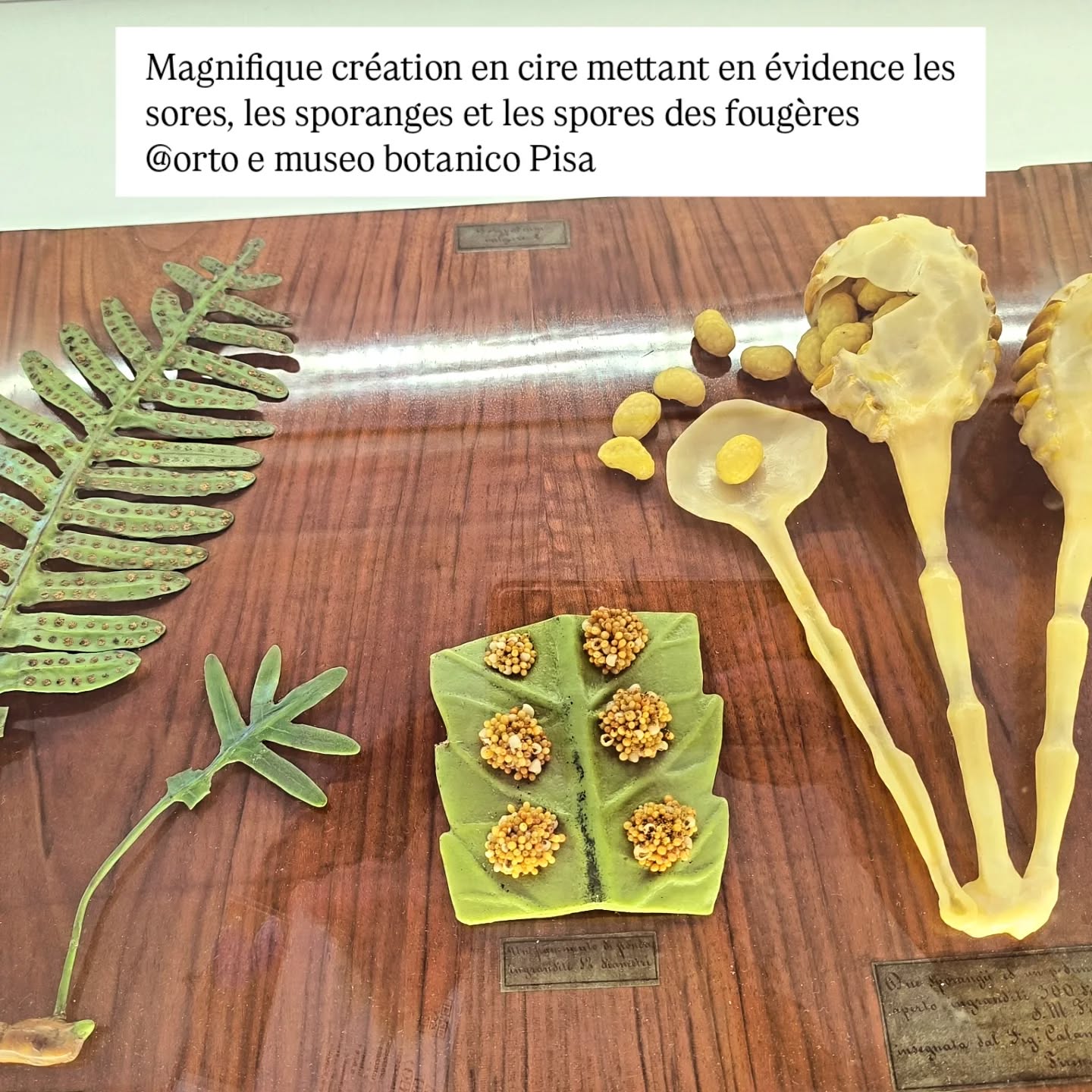 Le jardin et musée botanique de Pise est impressionnant par ses sculptures en cire mettant en évidence des critères de plantes normalement visibles au microscope
#botanique #jardinbotanique #polypode