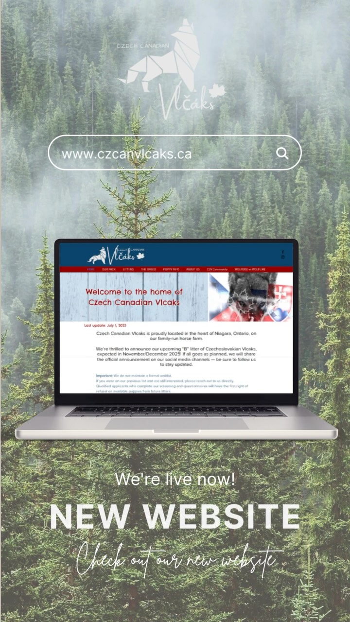 🚨 BIG NEWS, PACK! 🚨
After way too many late nights, tea-fueled edits, and both Vlcaks and cats walking across the keyboard…But we did it!
🎉 OUR WEBSITE IS OFFICIALLY LIVE! 🎉
Whether you’re researching the breed, prepping for a pup, or just love controlled chaos — it’s all there.
Health, training, nutrition, wolfy myths… even our infamous puppy checklist.
🐺 www.czcanvlcaks.ca 🐾
Click it before someone chews the Wi-Fi again.
#CZCANVlcaks #CzechoslovakianVlcak #WolfdogLife #VlcakEducation #WolfdogObsession #NewWebsiteLaunch #TeaAndTyping #WorkingWithWolves #WolfdogCommunity #VlcakChaos #LivingWithVlcaks #WolfyNotWild #DogBreederCanada #FarmDogLife #CanadianVlcaks