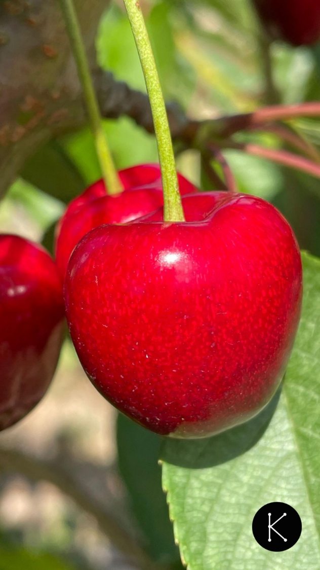 La riqueza de las cerezas de @kuma_cherries se puede medir por su delicioso sabor, pero también por todo lo que aportan al Suroccidente asturiano:
🍒 Creando puestos de trabajo.
🍒 Activando la economía de la región.
🍒 Fijando población.
Además de un producto de proximidad, son deliciosas y puedes encontrarlas en:
📍 @coviranallande (Pola de Allande)
📍 @lahuertinadeadela (Cangas del Narcea)
📍 @elmercadillodecangas (Cangas del Narcea)
📍 @casamuniz.1909 (Cangas del Narcea)
📍 @bar_el_cafetin (Berducedo, Allande)
📍 Casa Marcos (Pola de Allande)
📍 Covirán (Cangas del Narcea)
Y, dentro de muy poquito, en las fruterías a las que distribuye @feitoytoyosa en el resto de Asturias.
#cerezasenverano #cerezas #allande #Asturias #Linares #suroccidenteasturiano #Agricultura #productores #zreizas