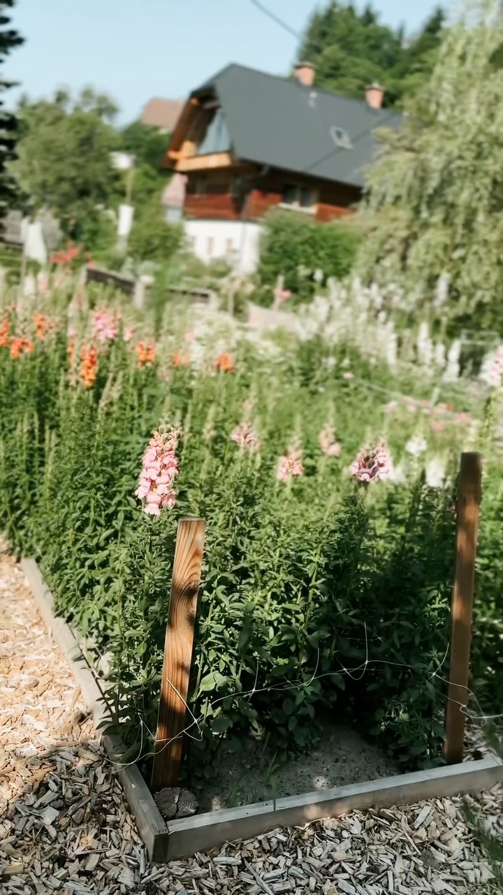Blumengarten im Juli. Alles explodiert.
Überall spürt man das Leben, alles ist voller Farben.
#blumengarten #meineblumenimjuli #slowflowers #bauernhaus #flowerfarming #blumendieanmorgendenken