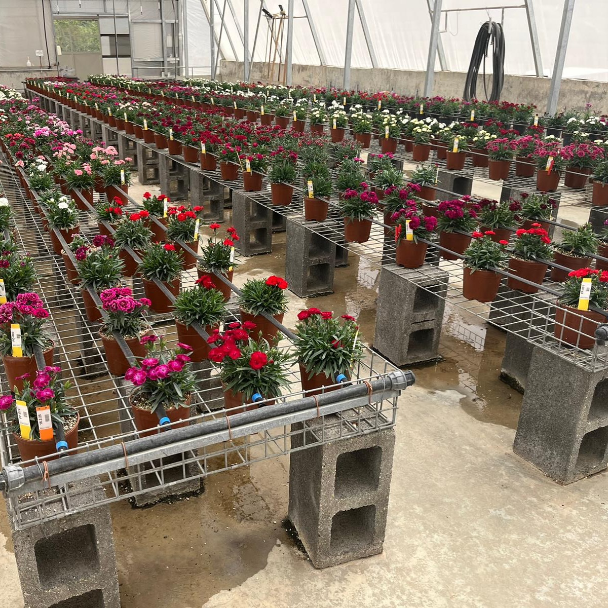 Pot carnation