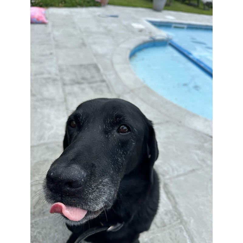 💕Grateful for Baggy 💕
One year ago today, our beautiful old boy Baggy had a stroke. We truly thought that was the end.
But here we are—one year later—and he’s still padding around, wagging his tail, and filling our days with love 🐾💛
Gratitude doesn’t always come in grand moments. Sometimes it’s in the quiet, everyday things—like a dog who still greets you at the door.
Here’s to another year of joy, cuddles, and tip-tapping paws 🐶✨
Top tips for being more grateful:
🌅 Start or end your day listing 3 things you’re thankful for
💬 Tell someone why you appreciate them
📸 Capture moments that bring you joy – even the small ones
🌿 Get outside and notice what’s good in the world around you
🧘 Take a breath and savour the present
Gratitude helps us shift focus, build resilience, and feel more connected.
What are you grateful for today? 💛
#GratitudePractice #ThankfulHeart #PositivePsychology #MindfulMoments #JoyInTheEveryday #DogLove #ResilientLiving #GratitudeChallenge #GratitudeTips #CoachingTools #WellbeingJourney #GratefulLiving #OldDogLove