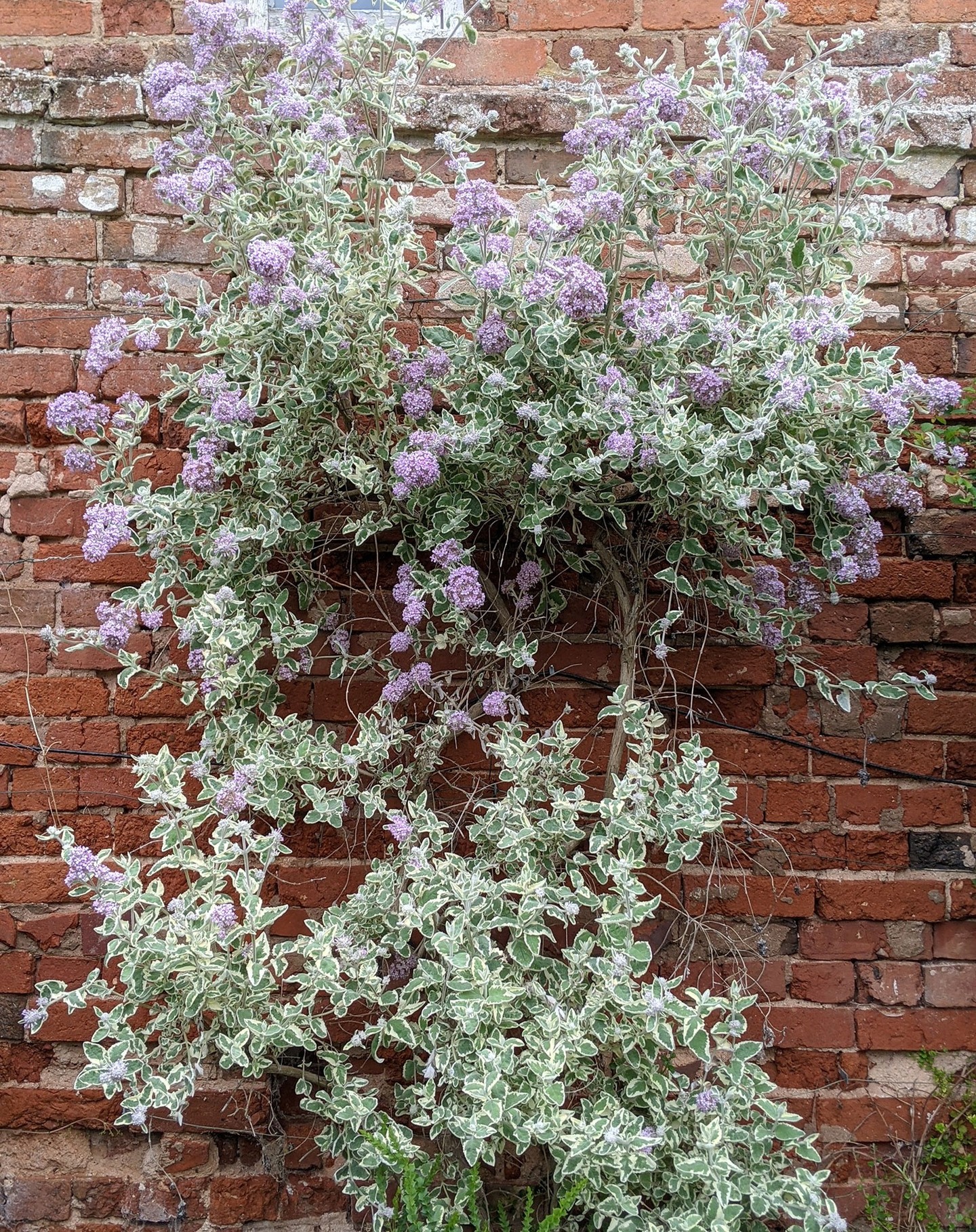 1 .Buddleia crispa 'Stone House Cottage' A variegated sport I found on my Buddleia crispa. Standing 6' tall on a sunny wall.
2. The rather dull Chordospartium stevensonii perked up by a bit of Lathyrus tuberosus.
3. Carmichaelia australis. It has flat green stems and bright pea flowers. Again against a warm wall.