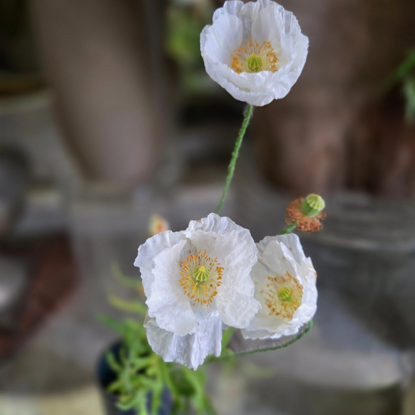 Coquelicot 'bridal silk'