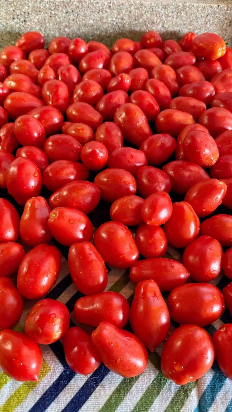5 pounds into tomato sauce, another 5 pounds into salsa. And still plenty for tomato pie and tomato sandwiches!!