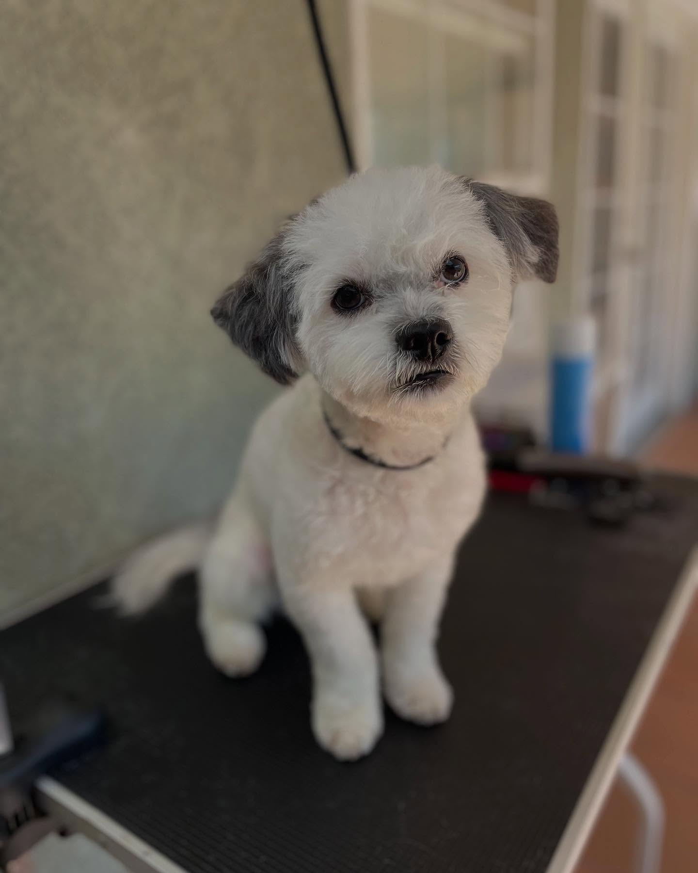 Grooming is about so much more than just a polished final look—it’s about the experience we create for the dog. Every pup comes with their own unique personality, background, and sensitivity level, which is why each groom requires patience, empathy, and adaptability.
When we focus solely on the haircut, we risk missing the emotional needs of the dog in our care. But when we slow down, tune into their body language, respect their boundaries, and adjust our handling to suit them—we help them feel safe, seen, and understood.
This not only makes the grooming process more enjoyable for the dog, but also builds lasting trust and positive associations with being groomed.
A happy, relaxed dog isn’t just easier to work with—they walk away feeling confident and cared for. And that’s just as meaningful as the perfect cut. 🐾✨
📌 book your service today! Link 🔗 in bio
#puppygrooming #puppies #puppylove #dogmom #maui #mauidogwalking #mauidoggrooming #mobiledoggrooming #doggrooming #longbeachca #ca #socal #lbcdogs #lb #fearfree #dogsofinstagram #dogstyle #doggroom #luckywelivehi #hi #hawaii #lifestyle #longbeachcalifornia