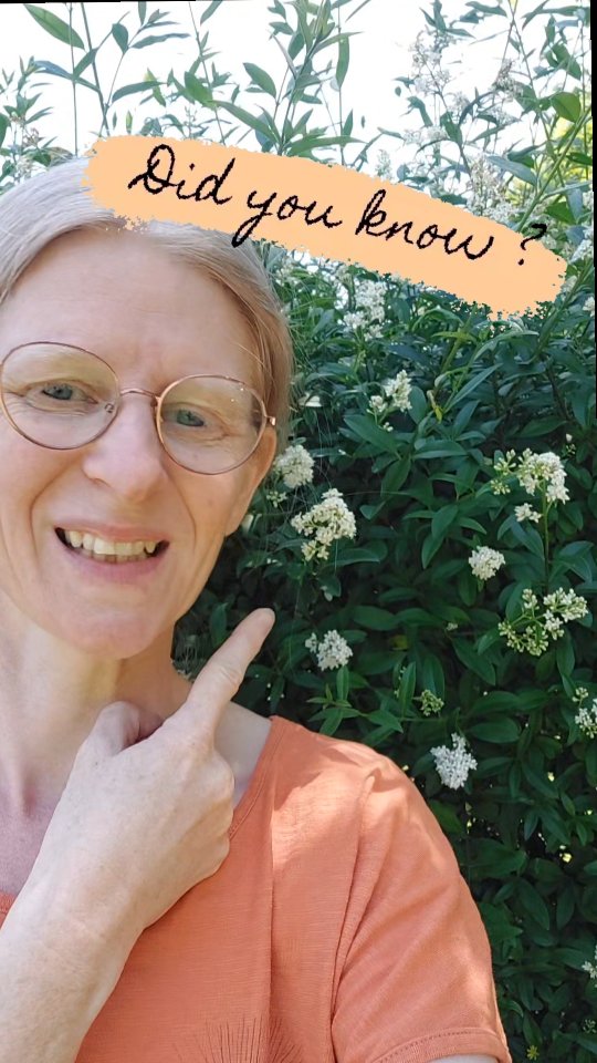 Wusstest du.... ?
Ich wusste es... aber war doch wieder so überrascht 🥰 wie intensiv der Liguster duftet.
Beliebt ist der Liguster als Heckenpflanze, weil er super schnittvertträglich ist.
🪰🦋🐛🐝 🪲🐞🦗🪳🕷
Für die Insekten ist er eine Wohltat!
Leider gilt er als "abgedroschen" und "altfadrisch" ... eignet er sich doch auch in gemischten Strauchpflanzungen.
🥵 Bei großer Trockenheit hab ich beobachtet, dass er durchaus zu leiden beginnt.
Obwohl Ligustrum vulgare durchaus zu den trockenheitsverträglicheren Sträuchern zu zählen ist.
Was denkst du? Hast du gute Erfahrungen mit Liguster? Magst du ihn?
Welche Beobachtung hast du gemacht? Is er zukunftsfähig? Was denkst du!?
#ligustrumvulgare #liguster #duftstrauch #duftendergarten #duftpflanzen #blütenstrauch #gartenstrauch #insektenfreundlichesgärtnern #wienergärten #pflanzplanungwien #pflanzenbegegnungen #verenas_pflanzentanz #pflanzentanzen #garteninwien #heckenpflanzen #duftgarten #duftstrauch #duftendeblüten