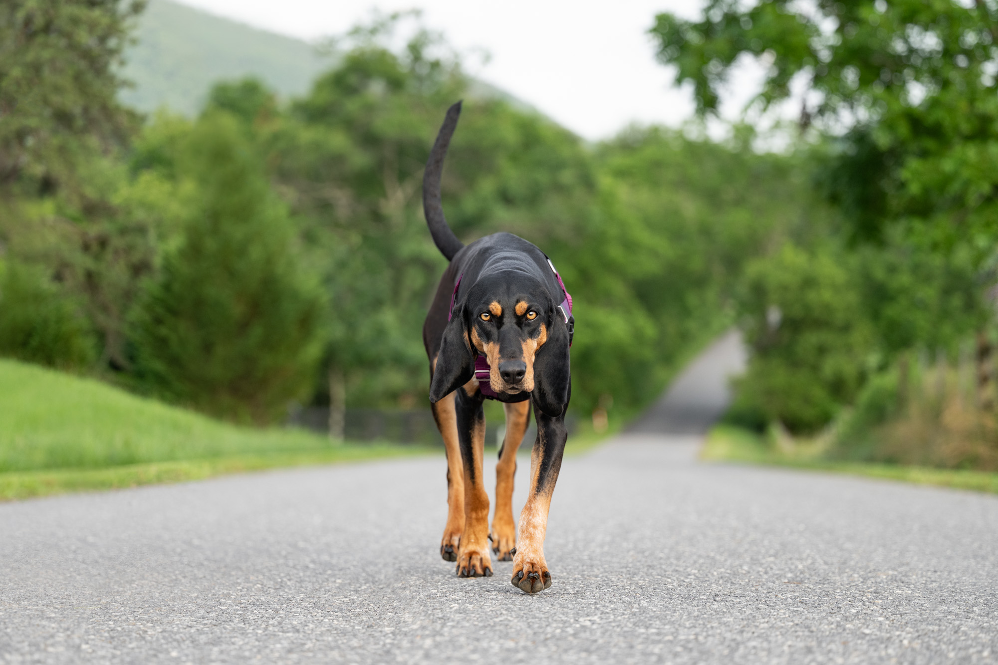 I often refer to Bubbles as our majestic, witchy, feral queen. Kim at @barkography captured all this magical essence that is Bubbles!<3
We can't thank her enough for coming to 3B's and sharing her talent not only with us, but our guests and other dog lovin' folks. I know everyone who got to enjoy mini-sessions with Kim now have treasured photos (and memories!) of their pups!!
We hope to team up with @barkography in the future, but in the meantime, Kim is always ready for a travel adventure!!!
Stay tuned for Bowser's pics!😍🥰