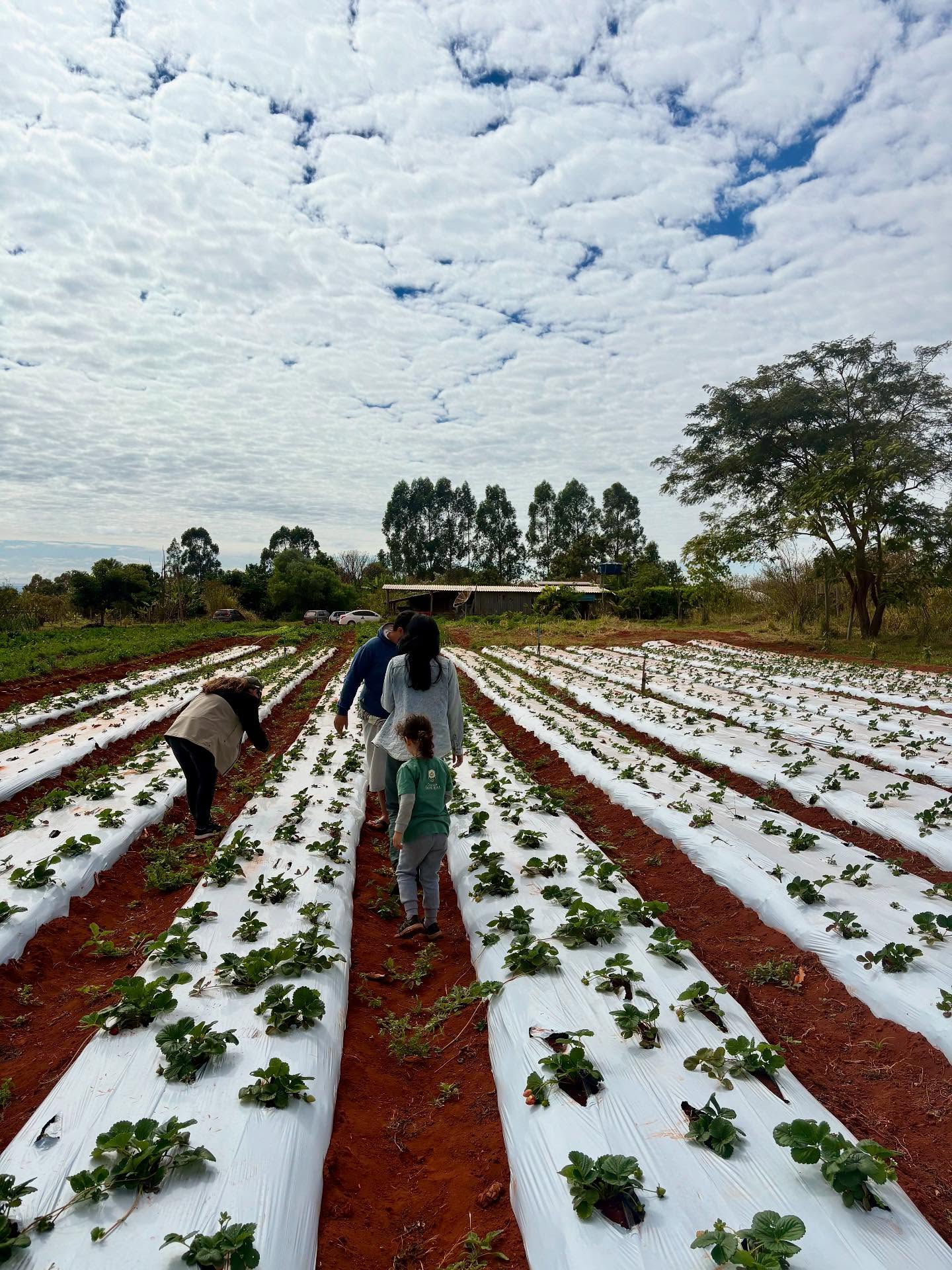 Dia de imersão e muito aprendizado no Sítio Grande Conquista! 🌿🍓
A equipe do CECSA-DF teve o prazer de realizar uma visita técnica a este incrível espaço de produção sustentável.
Conhecemos de perto a horta e pomar orgânicos, um verdadeiro exemplo de como é possível cultivar alimentos saudáveis e em harmonia com o meio ambiente. 🥬
Ficamos encantados com o meliponário, onde aprendemos sobre a importância das abelhas nativas sem ferrão para o nosso ecossistema e, claro, provamos méis deliciosos e de sabores únicos! 🐝🍯
Exploramos também a agrofloresta, um sistema que integra a produção de alimentos com a conservação da floresta, mostrando na prática como a agricultura pode e deve ser regenerativa.🌳
Para fechar o dia com chave de ouro, uma pausa para apreciar a beleza da barragem, com sua água azulzinha, um lembrete da importância da conservação dos nossos recursos hídricos. 💧
Uma experiência riquíssima que reforça o nosso compromisso com a educação socioambiental.
Agradecemos ao @sitio_grande_conquista pela recepção calorosa e pela partilha de tantos conhecimentos!
#AgriculturaOrgânica #Agrofloresta #meliponário #Sustentabilidade #EducaçãoAmbiental #DistritoFederal