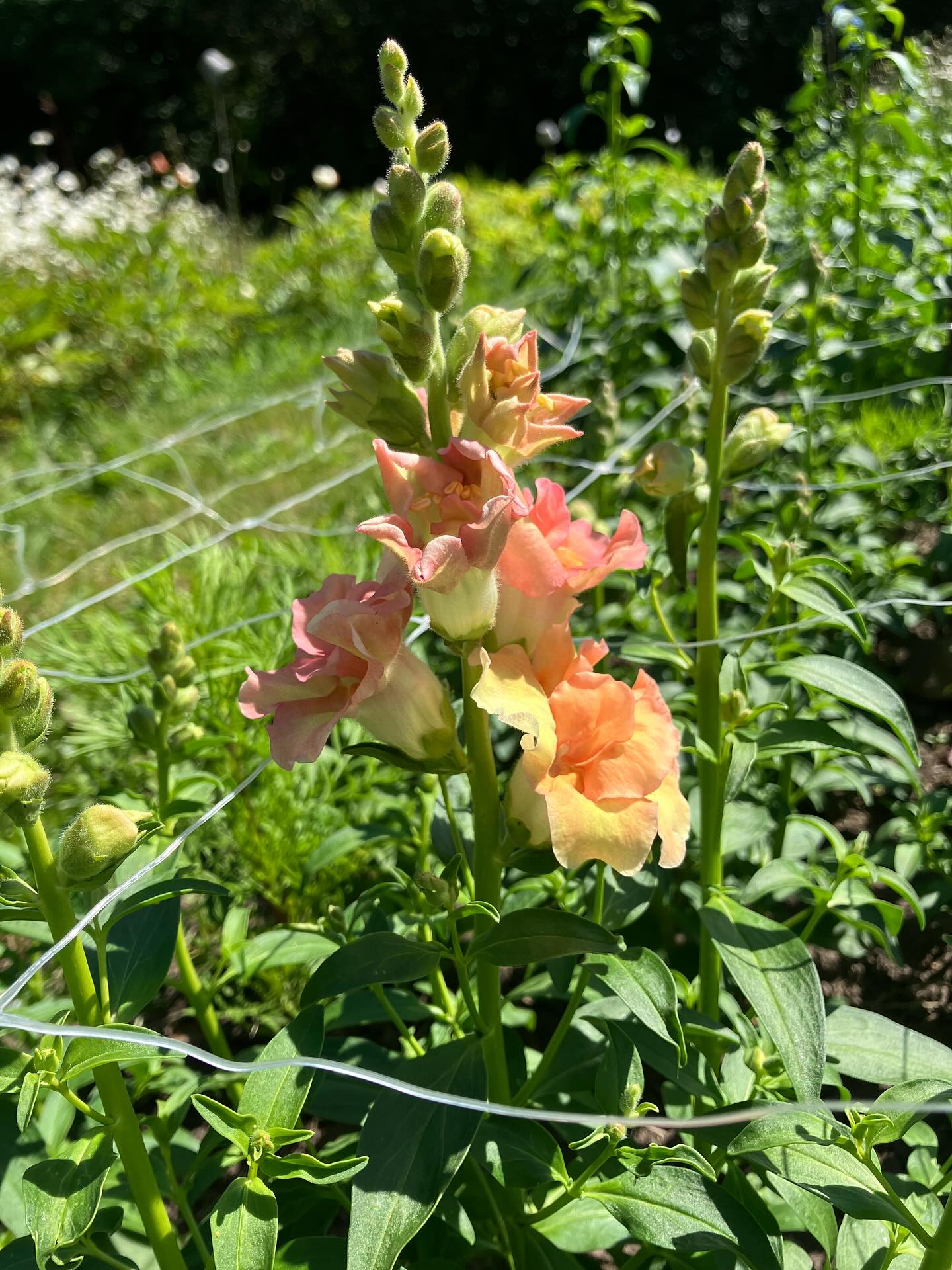 Udflugt i sommerferien? Så tag ud og pluk blomster i Herringløse 🥳🌸🦋🌞
Blomstermarken er klar til besøg, mange af sommerblomsterne blomstrer nu, sommerfuglende flyver, og man er velkommen til at tage kaffen med, og slå sig ned i havemøblerne.
Sakse og spande findes på marken, følg priserne på skiltene, betaling er med mobilepay. Man må gerne tage de sorte spande med, hvis der er brug for noget at have blomsterne i på hjemturen.
God fornøjelse 💕🌸😎🦋🌸