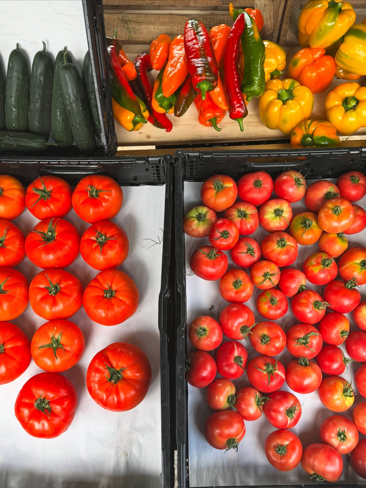 Sommerfarben😍
.
.
#gemüse #ab #hof #frisch #biologisch #demeter #geschmackvoll #wunderschön