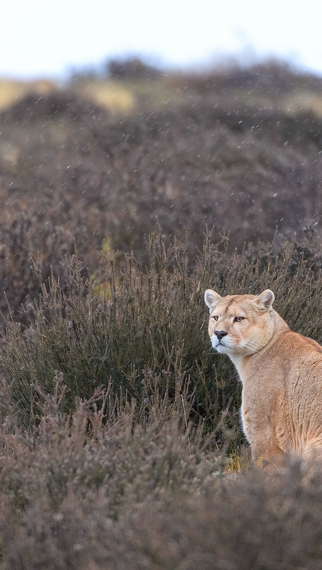 ¿Puede un mismo puma ser registrado durante más de 4 años? La respuesta es que Sí 🐾
⠀
Héctor es uno de los pumas que llevamos monitoreando desde 2020, en nuestra zona de conservación. Gracias al uso de cámaras trampa instaladas estratégicamente en Cerro Guido, logramos tener registros de manera no invasiva y esto no solo nos ha permitido conocer sus patrones de comportamiento, mostrándonos su evolución a lo largo de los años, sino que también nos ha permitido confirmar la importancia de la coexistencia armónica entre fauna silvestre y actividades humanas.
⠀
Héctor no solo es un puma silvestre: es un residente habitual del territorio. Su presencia constante evidencia que, cuando hay espacio, respeto y equilibrio, la vida silvestre permanece. 💚
-
Can the same puma be recorded for over 4 years? The answer is yes 🐾
⠀
Héctor is one of the pumas we’ve been monitoring since 2020 in our conservation area. Thanks to the strategically placed camera traps at Cerro Guido, we’re able to document wildlife in a non-invasive way. This has not only allowed us to understand his behavioral patterns and witness his evolution over the years, but also to confirm the importance of peaceful coexistence between wildlife and human activities.
⠀
Héctor is not just a wild puma — he’s a regular resident of this territory. His ongoing presence proves that when there is space, respect, and balance, wildlife thrives.
🎥 @bushnelltrailcams
📍 @estancia.cerroguido