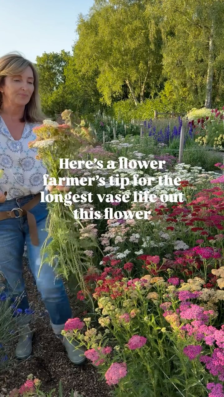 Knowing when to cut flowers for the longest vase life is key. This is a great tip- especially as yarrow is fabulous fresh and as a dried flower. Just cut at the right time then condition correctly too and the flower heads will last and last. Lovely in bunches and bouquets for a pop of colour or a soft romantic pastel look. #cutflowergarden #flowervase #flowerfarmer