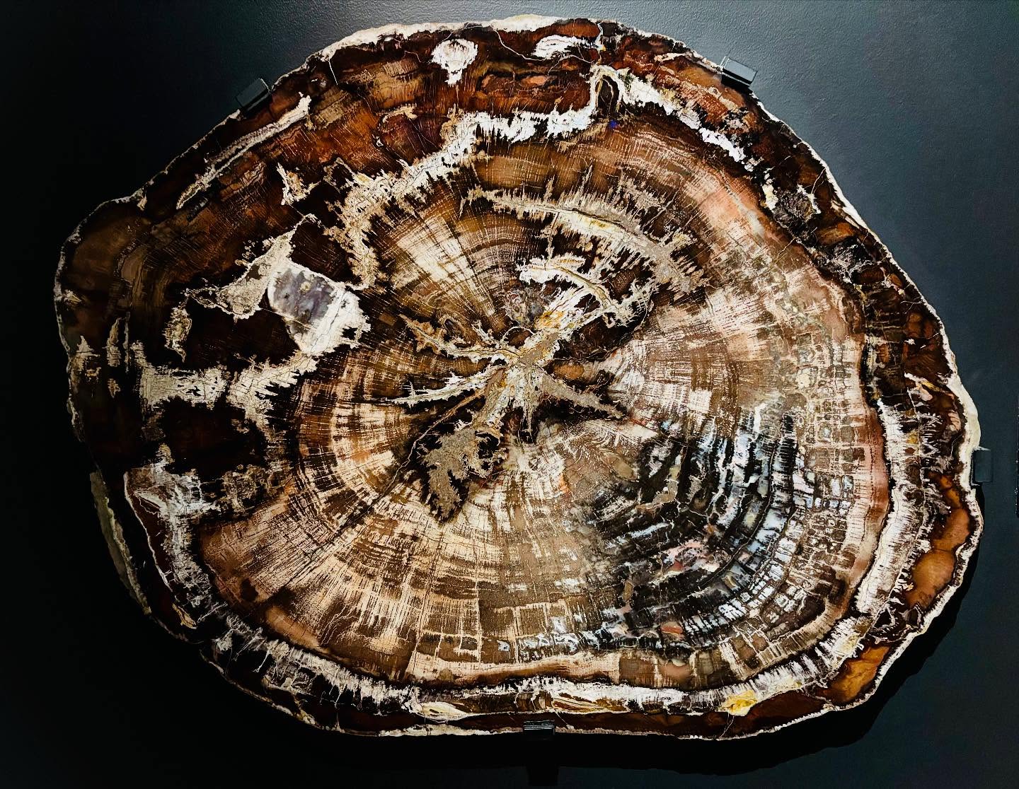 Rooted in Strength, Evolving with Time 🌿
This stunning petrified Live Oak fossil—on display at the Houston Museum of Natural Science—dates back to the Miocene epoch, over 5 million years ago. Preserved in stone through a process called petrification, it’s a symbol of lasting resilience and quiet transformation.
Unlike many trees, the live oak doesn’t go dormant in winter—its growth rings are fewer, but its presence is steady. Just like our practice. Just like you.
At Live Oak Yoga, we believe strength and beauty are built over time, with consistency, intention, and care. Whether you’re beginning your journey or returning to the mat, you’re part of something ancient, alive, and growing. 🌱
📍Uptown New Orleans
✨ All levels welcome
🧘♀️ New student special: *3 classes for \$29*
#LiveOakYoga #YogaInNOLA #PetrifiedWood #RootedAndRising #YogaEverySeason #UptownNOLA #WellnessWithDepth #YogaForAll