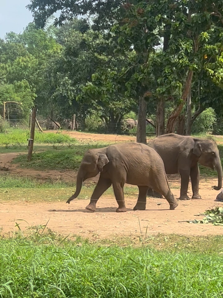 Before he was reincarnated in human form, Buddha is said to have lived as an elephant many times. Sri Lanka’s Elephant Transit home within the Udawalawa National Park – one of several reserves – cares for disabled elephants and orphaned baby elephants, releasing those that recover back into the wild. The energetic and bolshy calves glug gallons of milk from huge bottles during scheduled feeding times, open to visitors four times a day.
#udawalawanationalpark #udawalawenationalpark🐘🐘🐘 #srilankatravel #srilanka #srilanka🇱🇰 #srilankatoday #elephantsofinstagram #elephant🐘 #travelwriter