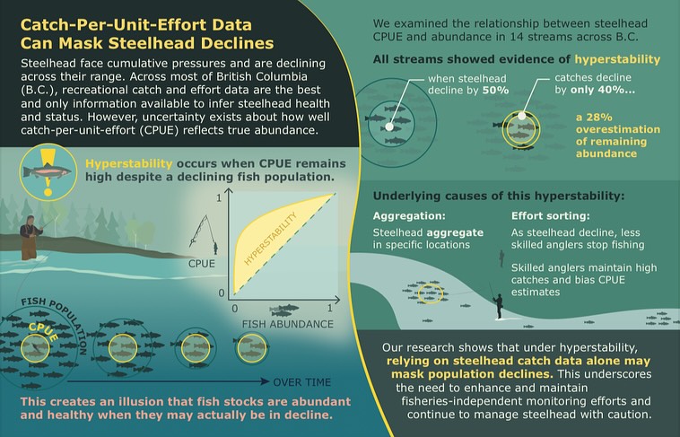 In her recently published paper, SWL PhD student Julie Charbonneau has uncovered evidence that angler catch rates may stay high even as steelhead populations decline in British Columbia, a phenomenon know as hyperstability.
In recreational fisheries, angler catch data serve as an important indicator of fish stock health and status, especially in areas where systematic monitoring programs are lacking.
The study analyzed data from steelhead anglers in 14 streams across the Province, revealing that catch-per-unit-effort data may significantly overestimate steelhead abundance, creating a dangerous “illusion of plenty”.
Head over to the link in our bio to read the paper! 🎣🤓
.
.
.
#steelhead #angler #fisheriesmanagement #science #research #conservation #freshwater #salmon #hyperstability