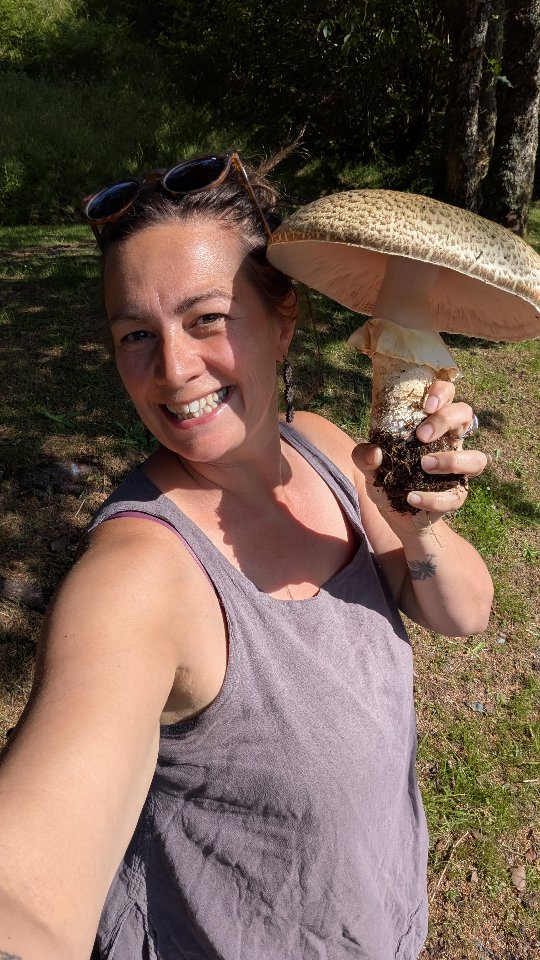 Have you ever eaten T H E P R I N C E?
This exquisite fungus, Agaricus augustus, is prized in the mushroom world so I've hit the jackpot with this one! It has a rich nutty flavour. Coming up now! 🍄🟫🙌
ID 🧐
- found under a variety of trees but often favouring conifers.
- Cap is covered in brown scales and ranges in size from 10 to 30 cm. Done shaped at first and then flattening out as it opens up.
- Gills start white but quickly change to pink and then to brown. It is best to wait until the gills are pink or brown before harvesting to ensure you have the right species. They are crowded and free from the stem.
- Flesh is off white changing to yellowish when cut. This may go pink after a while.
- Skirt is long and flappy.
- Stem is off white, long and flappy, often with small brown fluffy scales beneath the skirt although these can be hard to see.
- It smells slightly of almonds. I have read aniseed too but I get the almonds when I smell it.
- Spore print is brown to purple.
- there are several lookalikes so the almond smell and pink or brown gills are needed for a positive ID. Compare some ID books and websites for more information.
⚠️ This fungus can accumulate cadmium so avoid picking near busy roads etc!
⚠️ This must be cooked before you eat it!
The Prince // Agaricus augustus