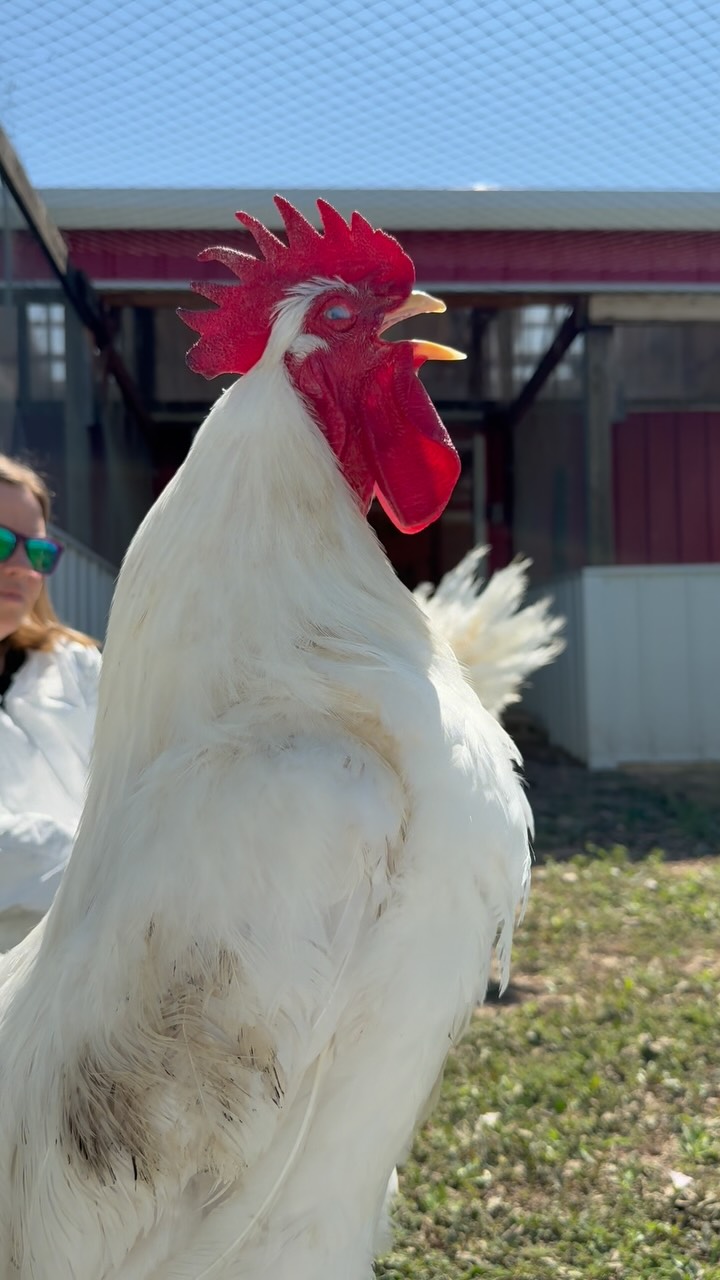 🌱🧡 Behind the scenes @luvinarms during my morning photographing the residents. Each wonderful being you see here lives out their days with friendship, love and compassion.
📷✨Looking forward to editing photos!