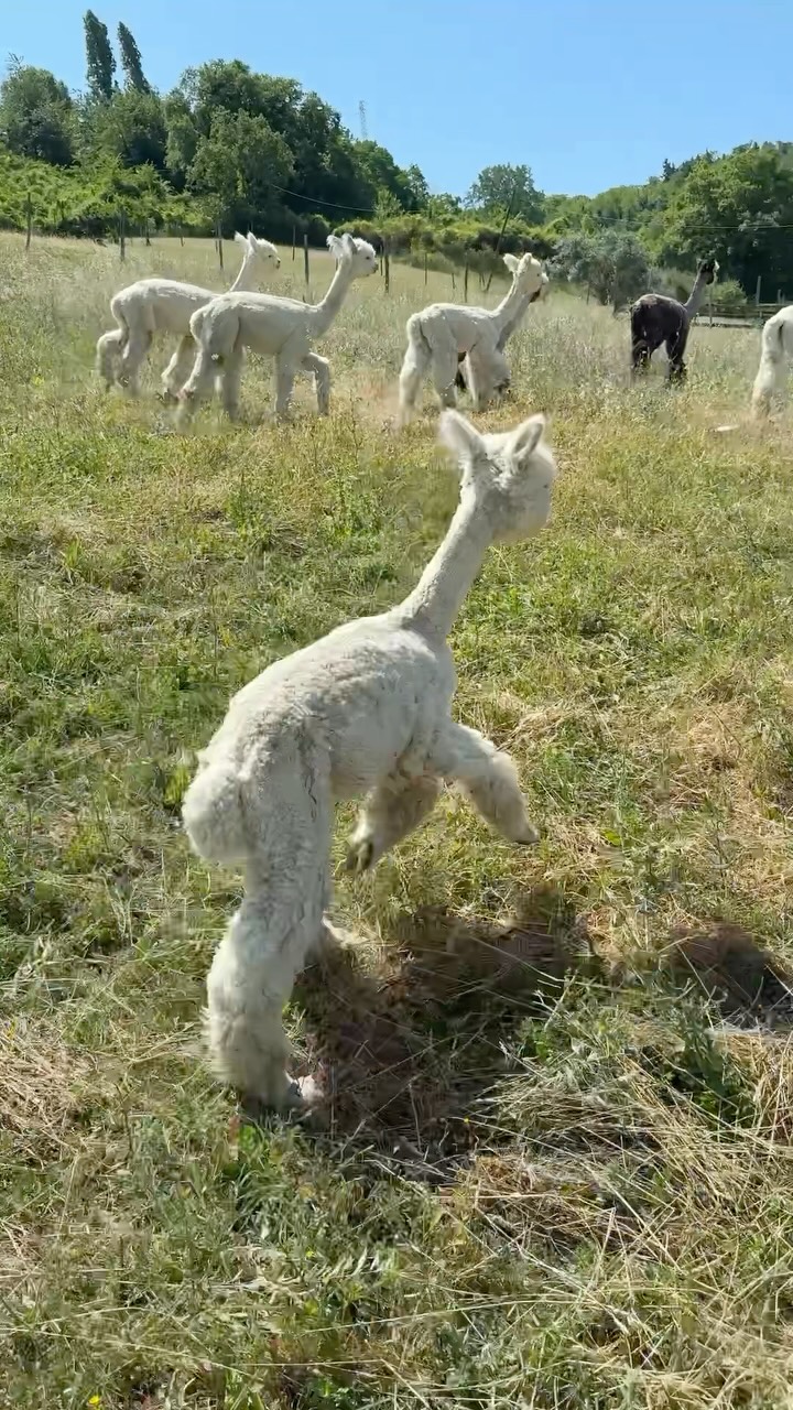 L’Estate ad Alpaca Della Foglia 🌱🌻
#alpaca