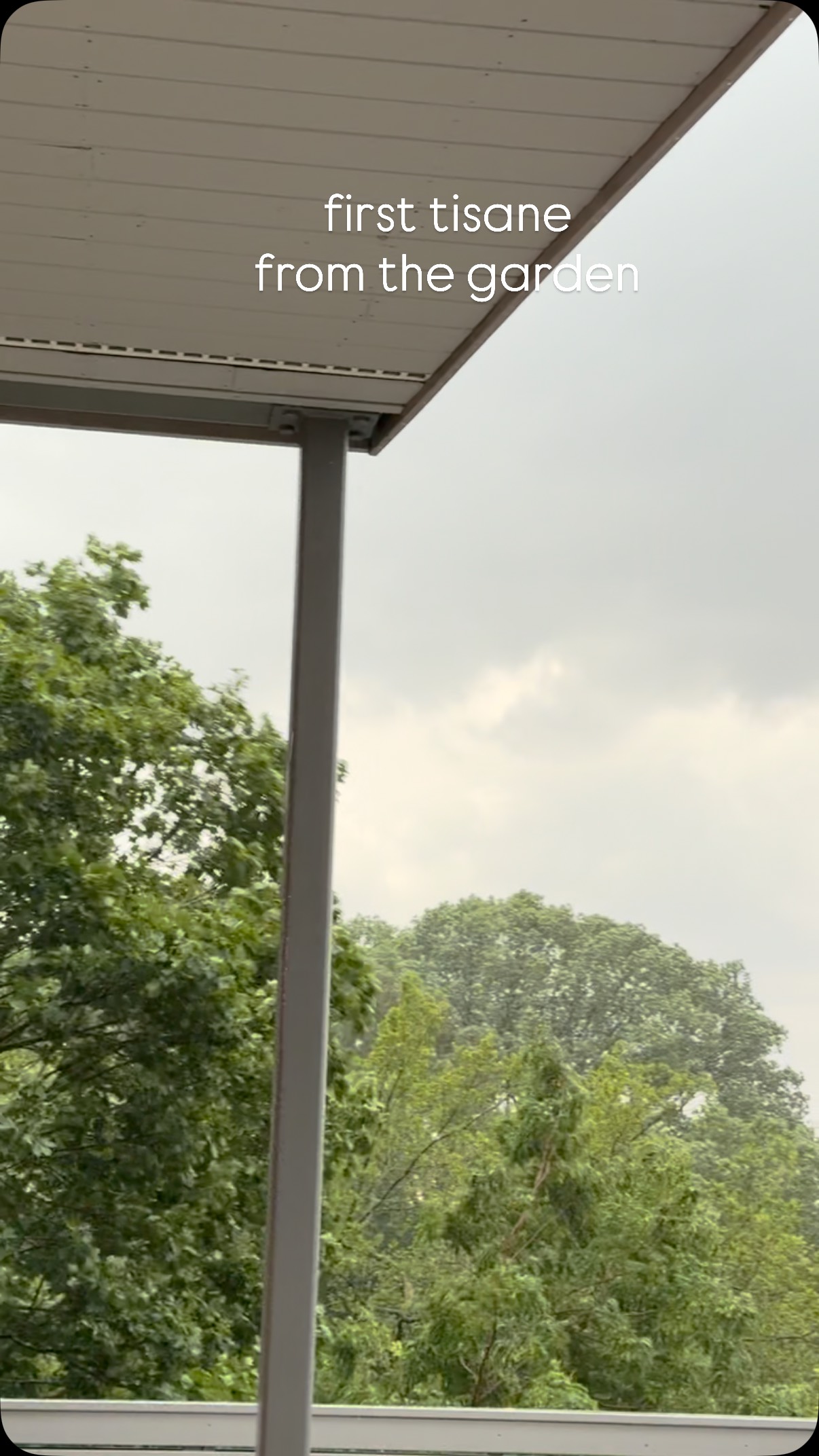 rosemary tisane in a bowl, in the rain #hastingsonhudson #trysomethingnew #gratitude #bowltea #rosemary #herbalinfusion #tisane