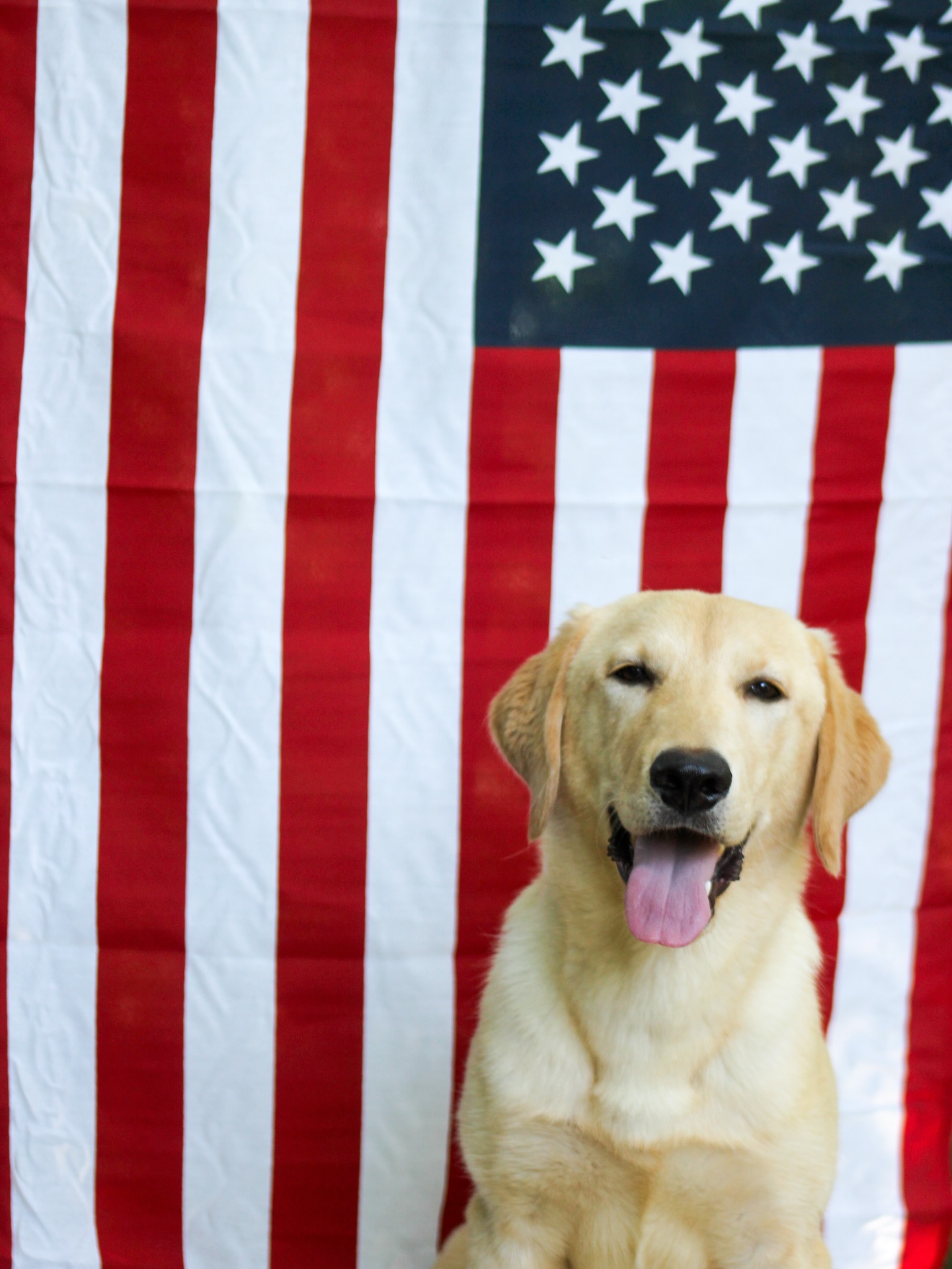 Happy 4th of July from Purple Pups ATL!
Wishing all of our clients, pups, and their families a safe and joyful Independence Day!
While today is full of fun, food, and fireworks, it can be overwhelming—or even dangerous—for our four-legged friends. Here are a few important safety tips to help keep your dog calm and secure during the celebrations:
1. Keep Dogs Indoors During Fireworks
Even the most confident dogs can be startled by loud noises. Set up a cozy, quiet space inside where your pup feels safe. Use white noise, calming music, or the TV to help muffle sounds from outside.
2. Update ID Tags and Microchips
July 4th is one of the top days for lost dogs. Make sure your dog is wearing a collar with up-to-date ID tags, and double-check that their microchip information is current—just in case.
3. Avoid Fireworks and Sparklers Near Pets
Not only can they be scary, but fireworks can also be dangerous. Keep dogs away from any open flames, fireworks, or sparklers to prevent burns or accidents.
4. Provide Enrichment and Exercise Early in the Day
Give your dog a walk, some playtime, or a training session earlier in the day to burn off extra energy. A tired dog is more likely to rest through the noise and chaos later.
5. Skip the Party Food
Tempting as it may be, many holiday foods (like chocolate, grapes, and BBQ bones) are unsafe for dogs. Stick to dog-safe treats and keep human food out of reach.
6. Consider Calming Tools
If your dog struggles with noise sensitivity, talk to your vet or trainer about calming aids like thunder shirts, pheromone diffusers, or natural supplements.
From our pack to yours, have a fun and safe 4th of July—don’t forget to give your pups a little extra love today!
#FourthOfJuly #DogSafety #DogTrainingTips #PurplePupsATL #fireworksandfurbabies