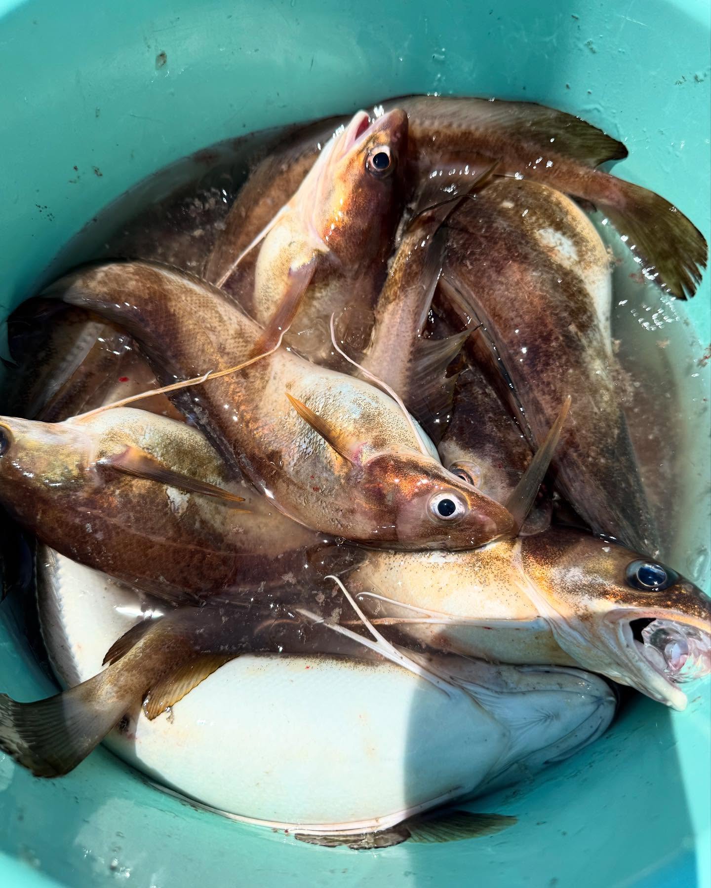 Great bottom fishing bite yesterday, had Jon DeLiso party out. Limited out on seabass right away then started catching some short fluke, drift died so we pushed off for some ling and got plenty of meat for the table. Call Capt J to book your inshore or offshore trip. #sidejobcharters #sebass #blackseabass #seabassfishing #njfishing #bogansrods #reelseat #pennfishing #belmar #belmarmarina
#ruthlesstackle #ling