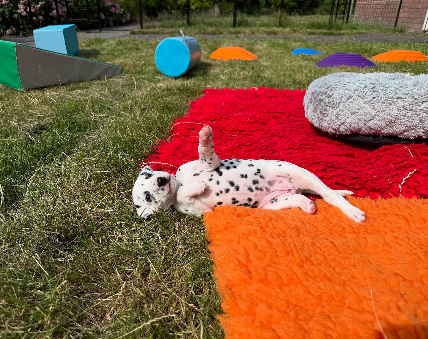 Gisteren lekker buiten gespeeld. Volgens mij vonden ze het wel relaxed😎😂