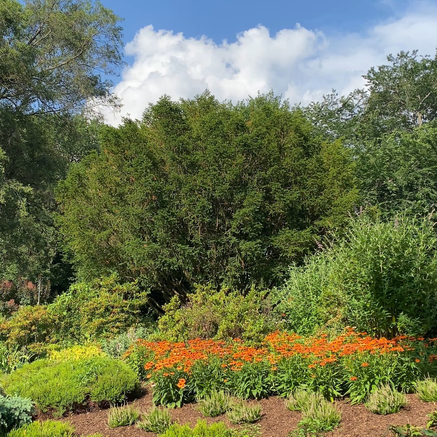 🌿✨ Évadez-vous dans un oasis secret à NYC !
Niché au cœur de Fort Tryon Park, le Heather Garden est un petit coin de magie 🌸—où les sentiers sinueux vous guident à travers des explosions de couleurs et des recoins tranquilles avec des vues imprenables sur l'Hudson.
#NYCInsolite #FortTryonPark #jardinsecret #newyorkcity