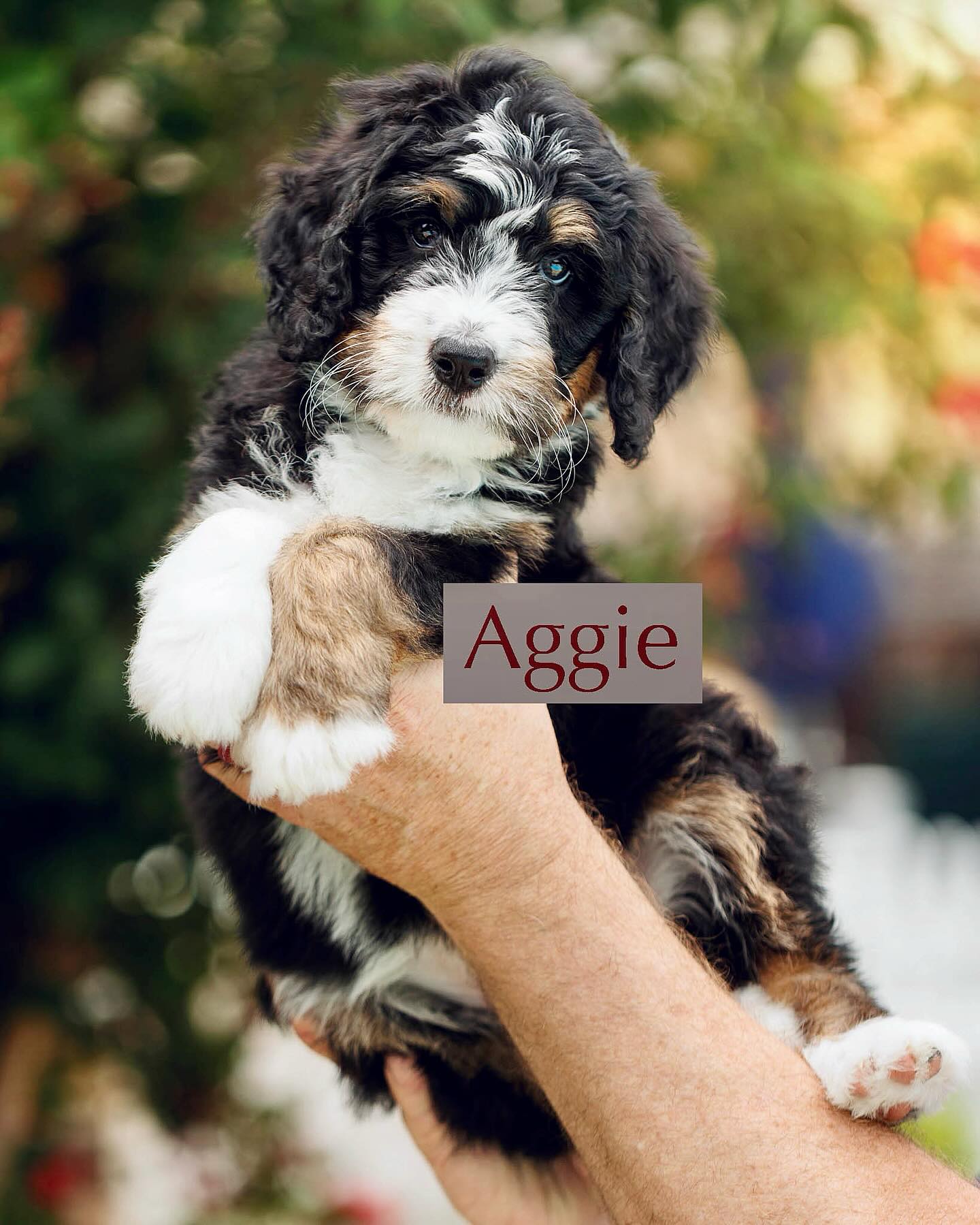 We have 3 precious girls still available, and oh my goodness… they are something special. Full of playful spirit, gentle snuggles, and the sweetest little personalities. These girls are ready to steal hearts. 💕
Just look at those faces! 😍
They’ll be ready for their forever homes July 19, and we’d love to help you find the perfect fit for your family. If one of these sweet pups is tugging at your heartstrings, don’t wait, visit our website and reach out. Your new best friend might just be waiting right here. 💕
#TexasHowdyDoodles #BernedoodlePuppies #PuppyLove #AvailablePuppies #DoodleBabies #RemisLitter