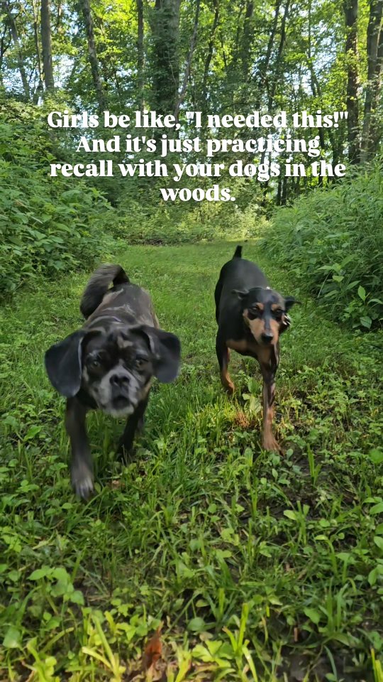 🌟 Off-Leash Goals Unlocked!
Look at these pups living their best lives — off leash, under control, and totally tuned in. 😎🐾
This isn’t magic — it’s clear communication, trust, and consistent training.
We build real-world obedience that works anywhere, not just in your living room.
👏 Confidence
👏 Freedom
👏 Focus
Who says training can't be fun?
#OffLeashDog #DogTrainingFun #ohiodogtrainer #TrainedNotTamed #DogTrainer #BalancedTraining #RealLifeTraining