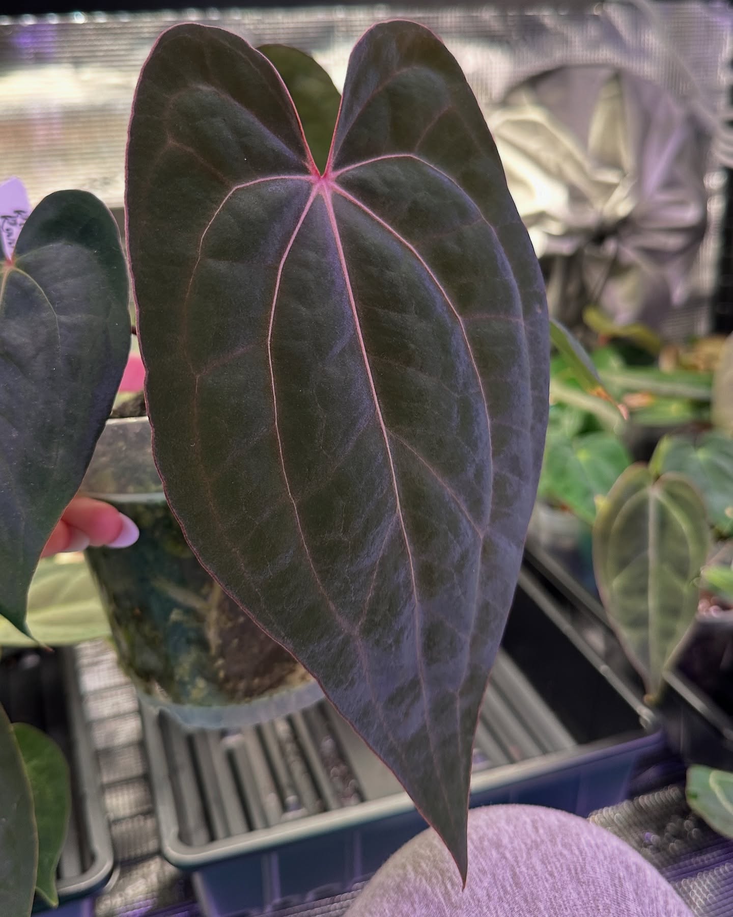 She just keeps getting better 💖
A. Carla (gph001 x RA unnumbered) X RVDP
@rootedrarities
#hybridanthurium #velvetyleaves #aroidaddict #velvetjungleplants #anthuriums #anthuriumcarlablackiae #anthuriumredveindarkphoenix #carla #rvdp