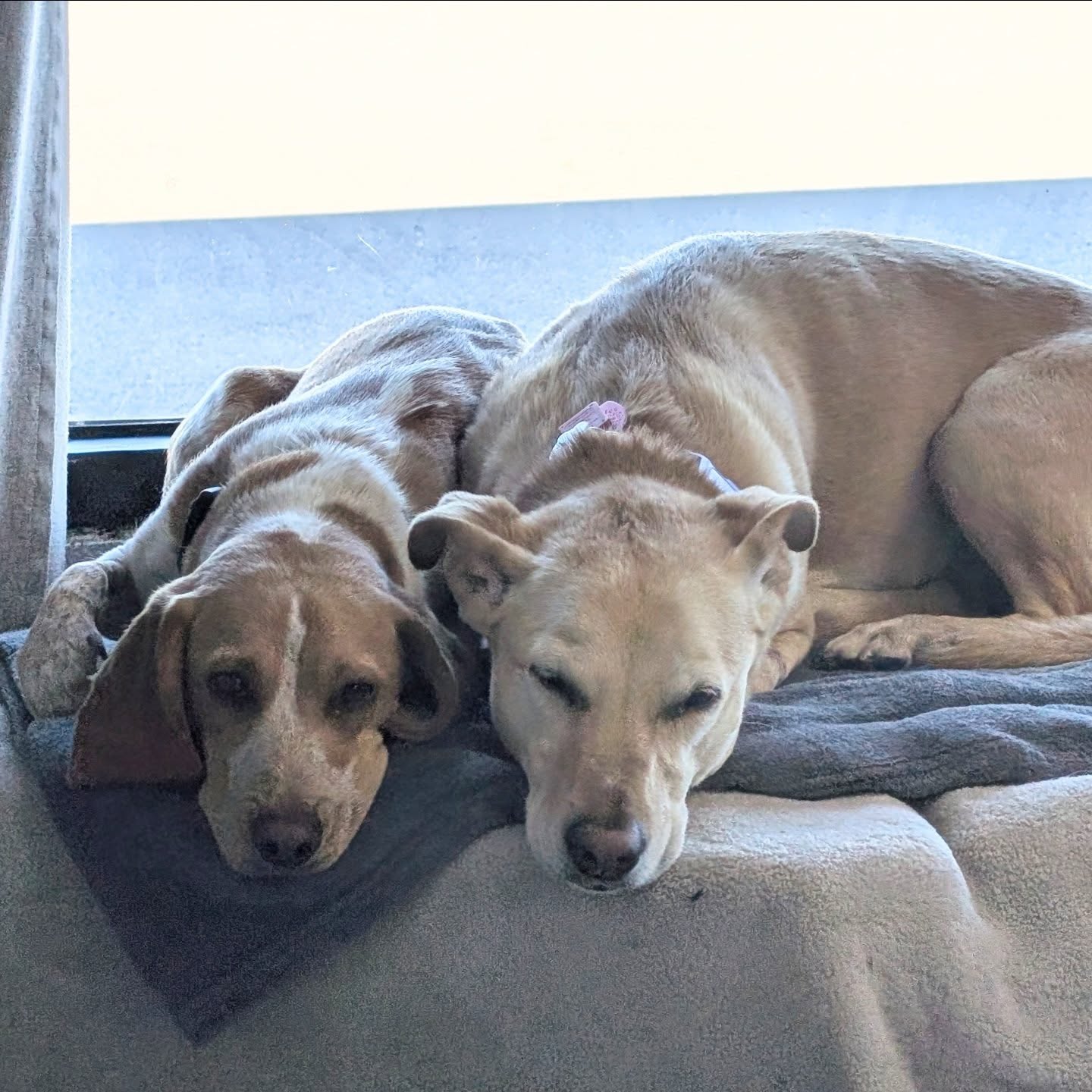 Sibling snuggles! 🩷✨ Featuring Riley and Maisey!