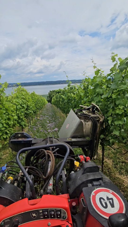 Auslauben mit dem Rollenentlauber – schnell, schonend, effizient! 🍇✨
Mit dem Rollenentlauber entfernen wir gezielt die Blätter in der Traubenzone.
➡️ Bessere Belüftung
➡️ Schnellere Abtrocknung nach Regen
➡️ Weniger Krankheitsdruck
➡️ Optimale Traubenqualität
.
.
.
#grüningersrebbau #weinberg #winzer #wein #cararro #sommer #untersee #ermatingen #weinbau #rebenpflege #thurgau #nachhaltigelandwirtschaft #weinberg #handarbeit #rebstockpflege #rebenliebe #weinbauleben #schweizerwein #auslauben #rollenentlauber #traubenzone #rebenpflege #weinberg #viticulture #landwirtschaft #Reel