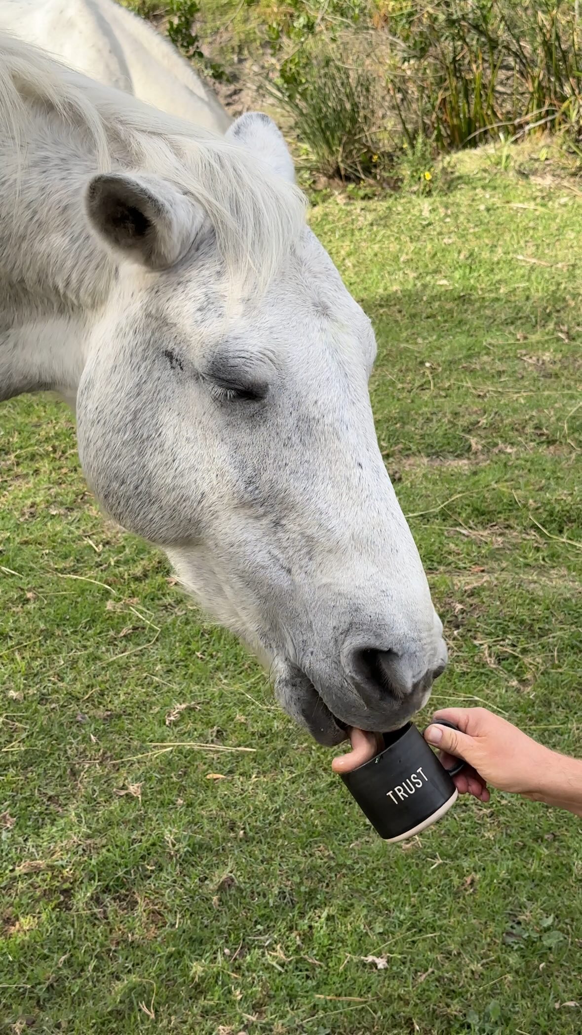 This is Sofia, a sweet horse we met while filming in South Africa with Matt and Candice Webster.
She quickly trotted her way into our hearts — and into one of the final scenes of Rescued Hearts with their beautiful daughter, Lila 🥹
There’s something about her presence that’s hard to put into words… but we promise, when you see her on screen, you’ll feel it too 🦄💜
Part 1 (the first hour) of @rescuedheartsfilm is being released for a 4-day virtual screening at the end of July — and a worldwide screening of the full film will follow in late November.
Subscribe at rescuedheartsfilm.com to be the first to experience the magic for yourself!
Thank you @__candicewebster__ and @_matts_musings_ for opening your home, horses, and hearts to us. We love you all so much 😭
#RescuedHeartsFilm #HealingWithHorses #HorseMagic
#TrustTheJourney #EquineAlchemy #SofiaTheHorse
#CoffeeIsLife
#CoffeeAndConnection #SouthAfrica #PlettenbergBay
#LiveWildFilms #Filmmakers