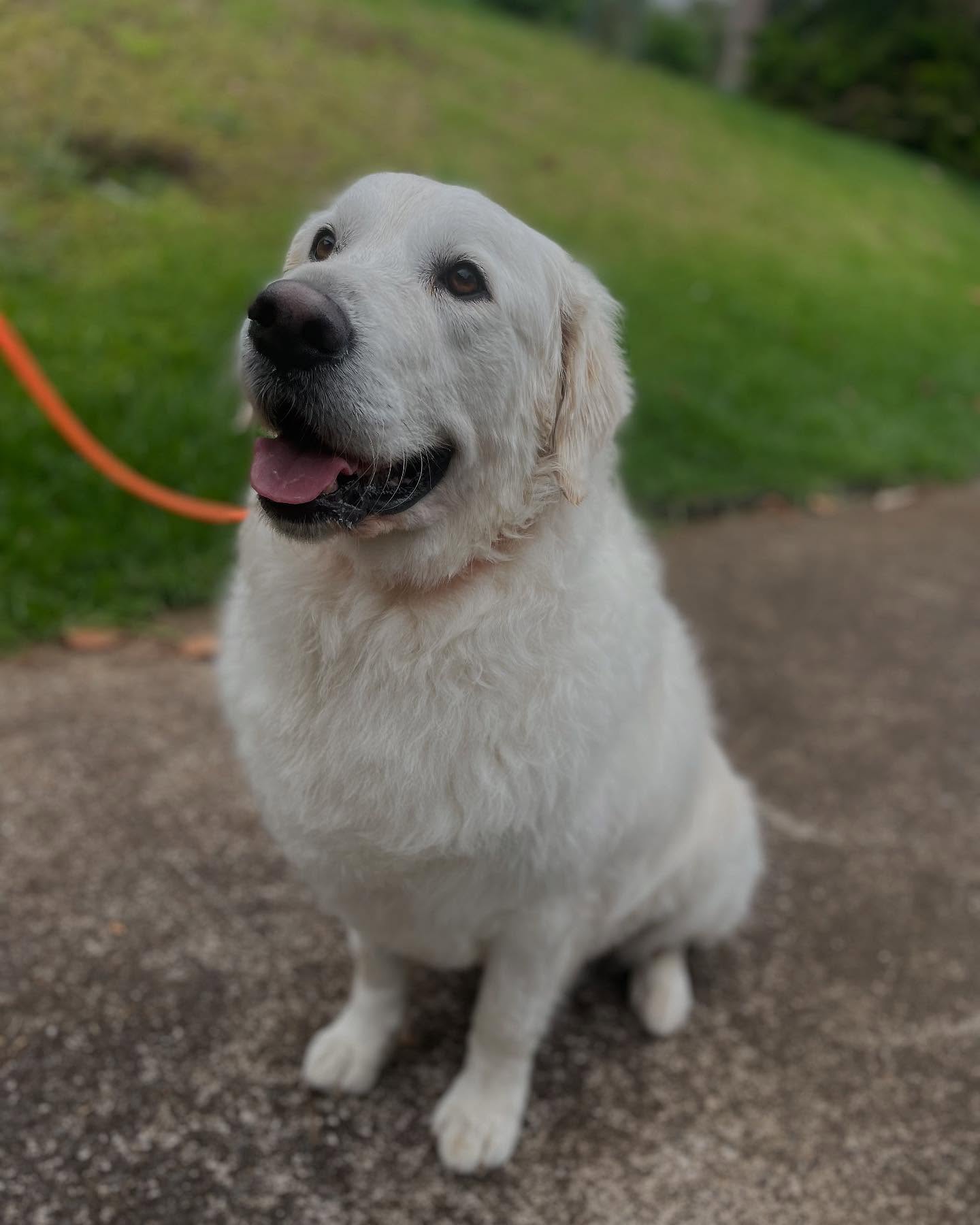 Big dogs need style too 🐾✨ This gentle giant just got a full-body outline trim in our signature Black Package—because even the biggest pups deserve to look and feel their best! 🐕
At Hounds Tooth Social Club, we proudly cater to dogs of all sizes, with patient, fear-free grooming that’s tailored to their comfort. 🐶 🛁
📍Book now to get your large breed looking fresh and fabulous! DM, text/call, or check out our website to schedule 💌📫
#LargeDogGrooming #FearFreeGrooming #HoundsToothSocialClub #StyledWithCare #MauiHi #Maui #HI #DogGrooming #MobileDogGrooming #MauiDogWalking #MauiDogGrooming #BigDog #DogMom #MobileGrooming #DogWalkingLife #LuckyWeLiveHi #MauiDog #SoCal #LBC #LongBeachCA #LongBeach