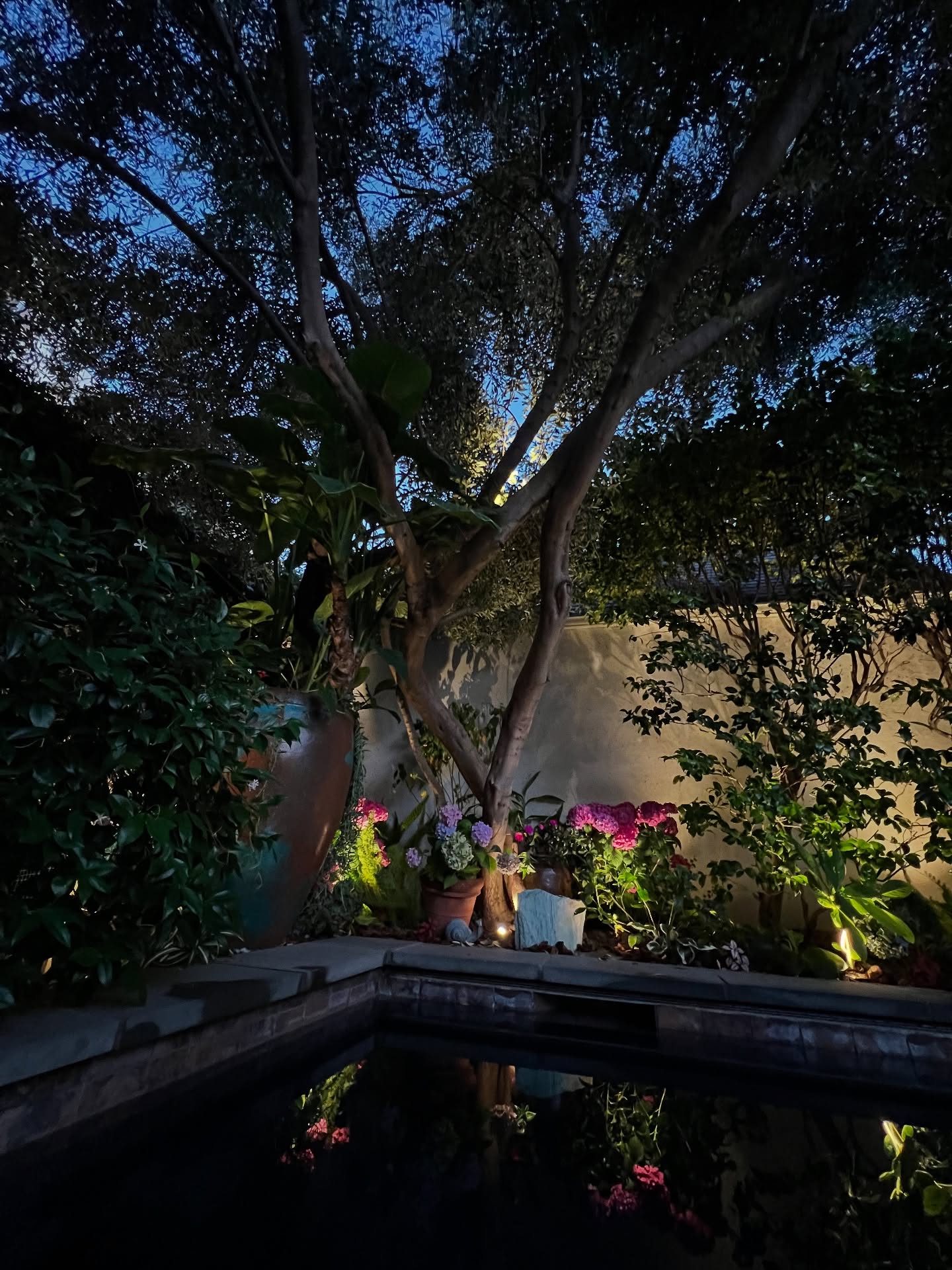 My own space. My family home. A peaceful place. I grew these olive trees from babies. I planted this garden on a budget and nurtured it until it was mature before I was a landscaper. The camellia is original to the house and was planted in 1924. I built this pool 10 years ago. It’s black bottom with Pennsylvania Blue stone coping. Most of the pots are vintage. #myhome #landscapedesigner #beverlyhills #landscape #hardscaping #camilla #olivetrees #pool #jasmine #hydrangeas #reflection #virgodesignsandlandscaping