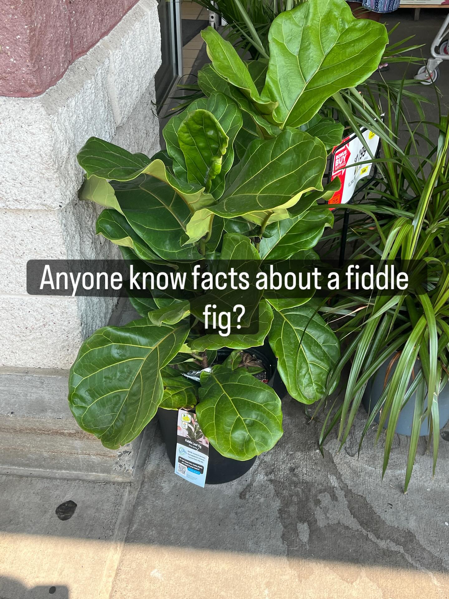 #gardening #houseplant #fig #fiddlefig #gardeners