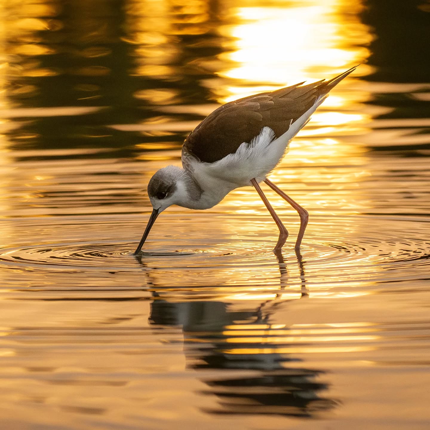 Glorious sunset in Centennial Park Sydney and this black winged stilt for company ... Heaven is a place on earth.
@aneyefordetails
#bird #birds #birdphotography #birdsofinstagram#animalsofinstagram #wildlifeofinstagram #wildlifephotography #nature #naturephotography #wild_perfection #wildlifeaddicts #nikon #nikonaustralia #planetearth #nationalgeographic #centennialpark #australiangeographic #sydney