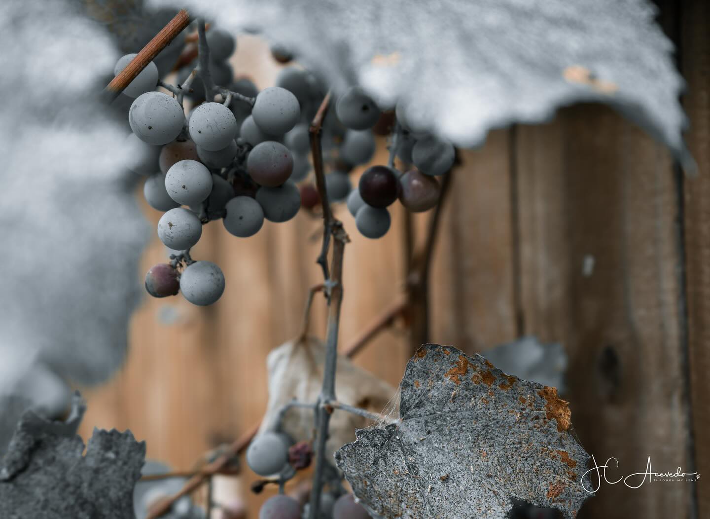 Some wild #grapes in my backyard. #nature #wine #photography