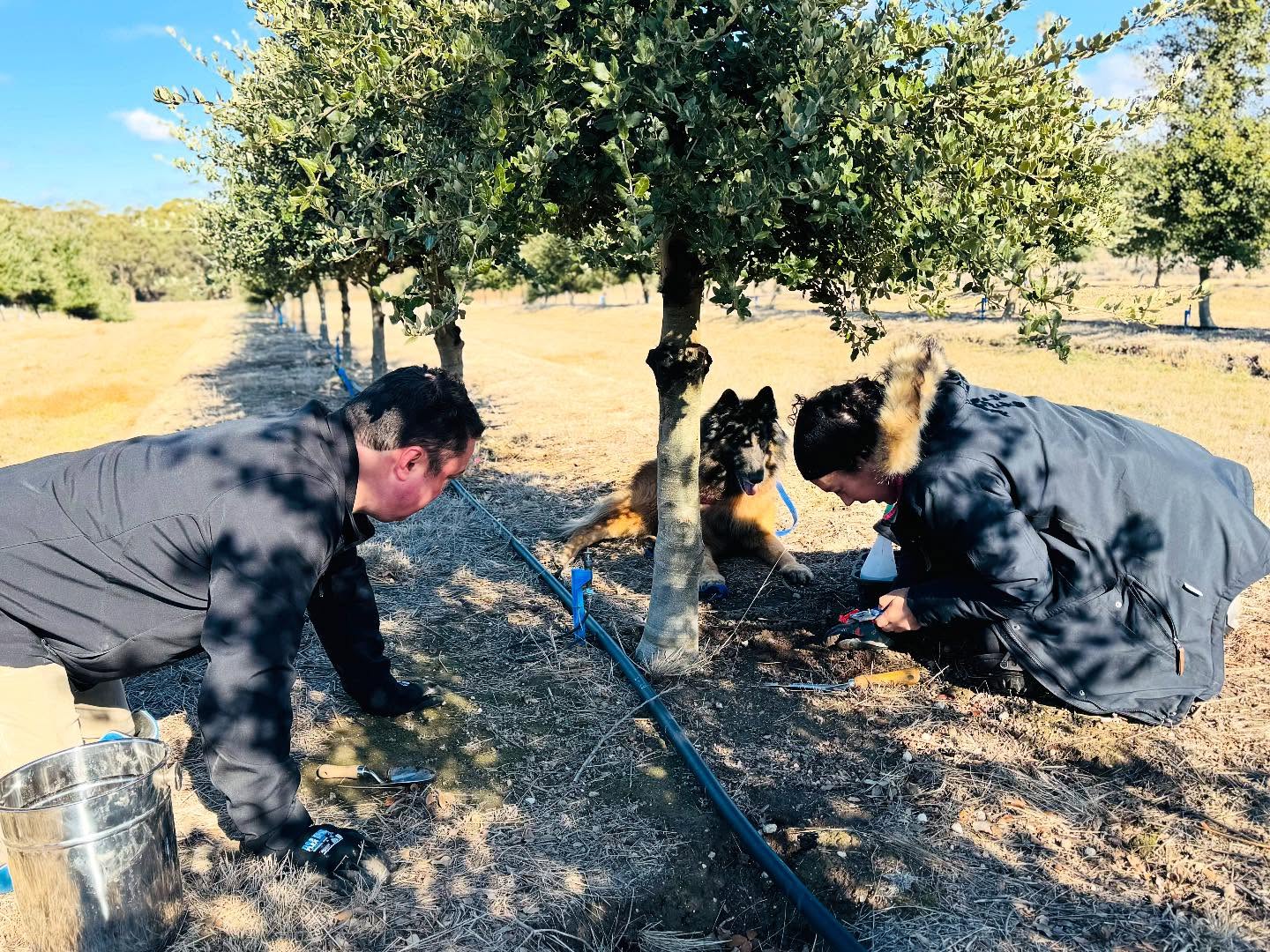 A sunny winter harvest today ☀️❄️
Each week brings new surprises — it's amazing how much we keep finding. Find us tomorrow @farmersmarketsmrsg #truffle #frenchoak #truffiere #truffles #truffledog #macedonrangeswine #functionsvictoria #weekendsinmelbourne #macedonrangesnaturallycool #cellardoorvictoria #melbournecellardoor #victorianwine #victorianwinery #winerymacedonranges #newreleasewine #macedonrangesnaturallycool #cellardoorvictoria #visitwineryvictoria #wineryvictoria
#cellardoorfood