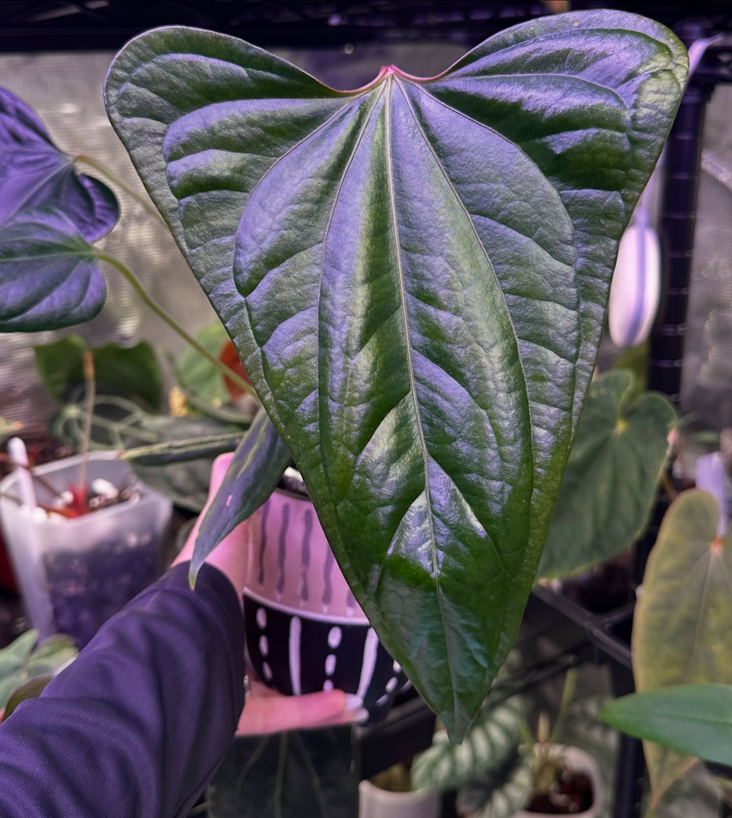 A. Delta Mike X sp Silver Peru
@niceplants_goodpots
#shield #deltamike #anthuriumcollector #anthuriumlover #aroidaddict #aroidsociety #tropicalplants #rareplants