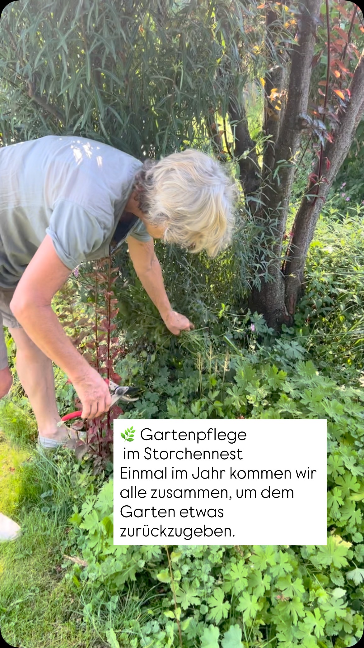 Gartenpflege im Storchennest
Jedes Jahr treffen wir uns zur gemeinsamen Gartenpflege. Alle helfen mit – schneiden zurück, jäten Unkraut und schaffen Platz für Neues.
Und wenn die Arbeit getan ist, genießen wir die Zeit zusammen.
So wächst nicht nur der Garten – sondern auch unsere Gemeinschaft. 💚
#Gartenpflege #Gemeinschaft #Storchennest #Zusammenhalt #Naturverbunden #DankeEuch