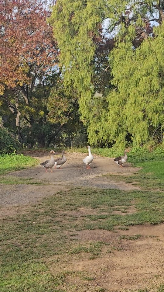 These 4, doing their daily rounds, patrolling Monks Lane Farm š
.
.
.
#farmliving #farmlife #farmingĀ #oliveorchard #olivefarm #landscapes #landscapelovers #gorgeousfarm
#beautifulcreatures #beautifulfarmlife #camdennsw #pilgrimgeese #geese