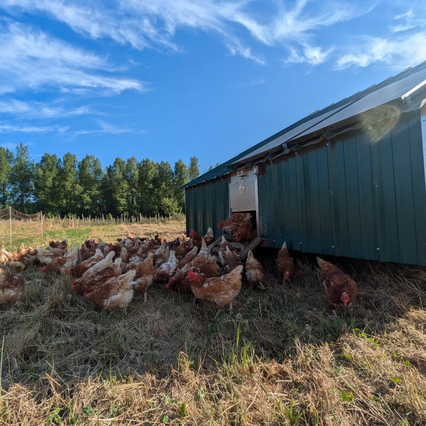 Nieuw plekje op de weide voor onze kippen 🍀
spoiler alert: begin september verkopen we deze groep kippen. En nemen we even een winterpauze op vlak van de kippen. Interesse, schrijf je in op onze nieuwsbrief, midden augustus start de verkoop, en dat kom je te weten via onze nieuwbrief.
🥁 Morgen is onze boederij terug open 🥁
Er zijn nog frambozen, aalbessen, kruisbessen, cassis bessen en bloemen te plukken. Of kom verkoelen op ons veldterras met een home made limo of fruitijsje. 🔥
Wij kijken naar jullie uit! 💫