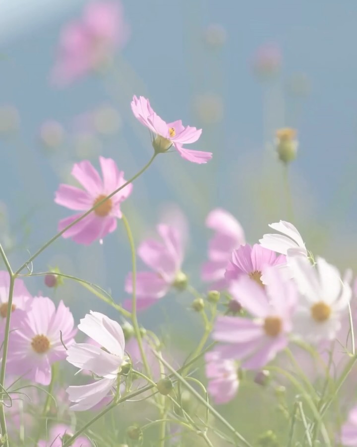 THIS SUNDAY is our 2nd birthday as Adore! 🎉
We’re encouraging you all to bring flowers (single stem/bouquet or from garden) to the altar as an offering and act of adoration to the Lord 💐
It’s also connect Sunday too so bring along some lunch and hang out with us after church 🤩